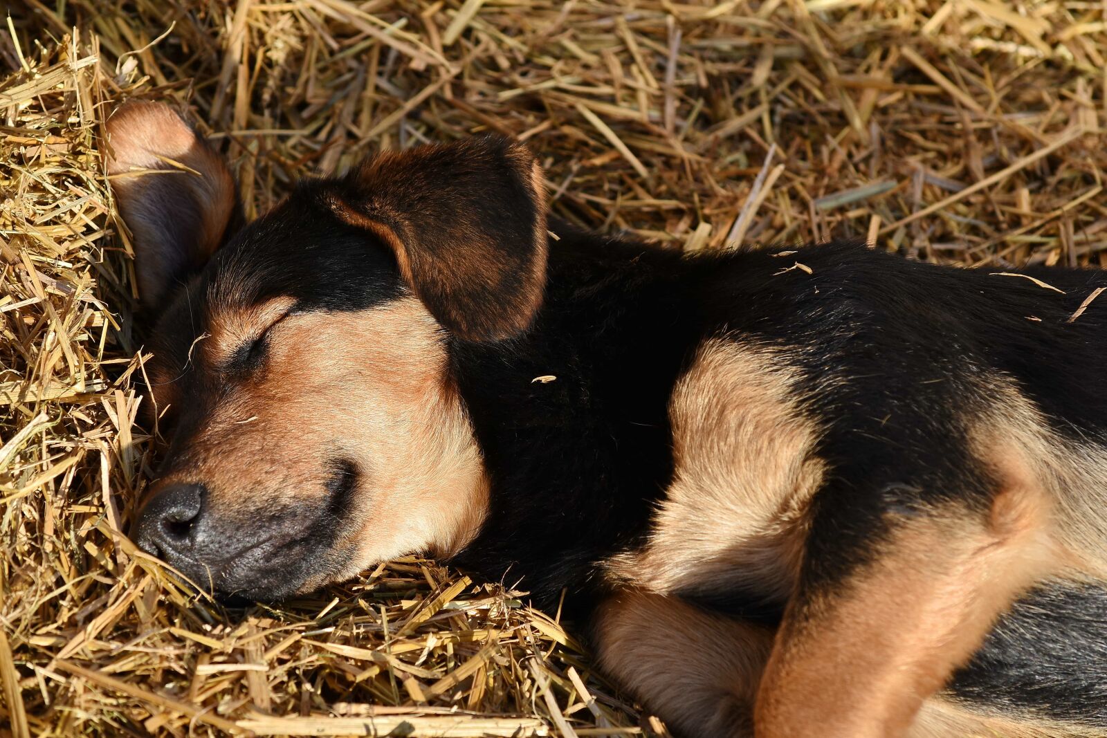 Nikon D5500 sample photo. Adorable, dog, puppy, sleeping photography