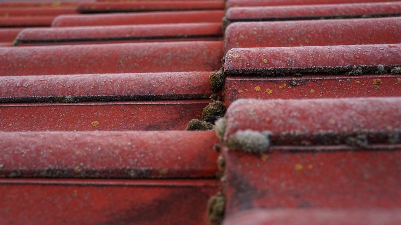 Sony a6000 sample photo. Tile, roof, moss photography