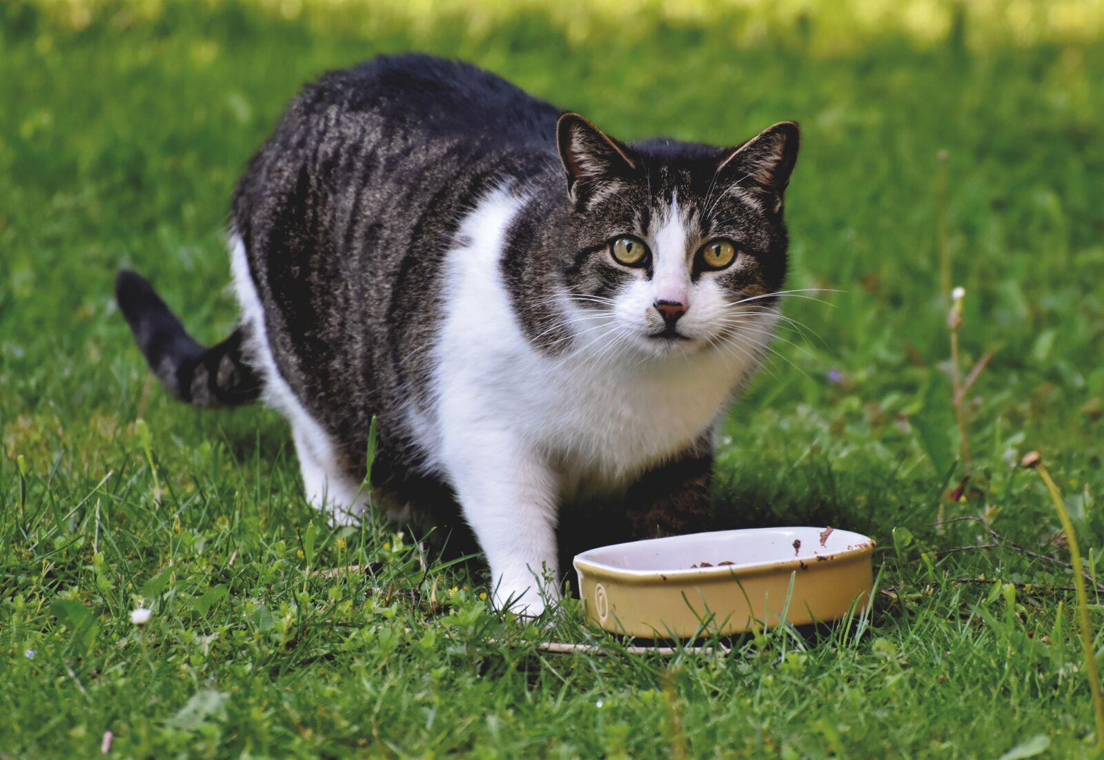 Nikon D7200 sample photo. Cat, domestic cat, kitten photography