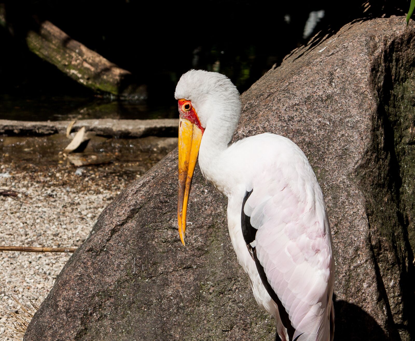 Canon EOS 50D sample photo. Glutton, bird, animal photography