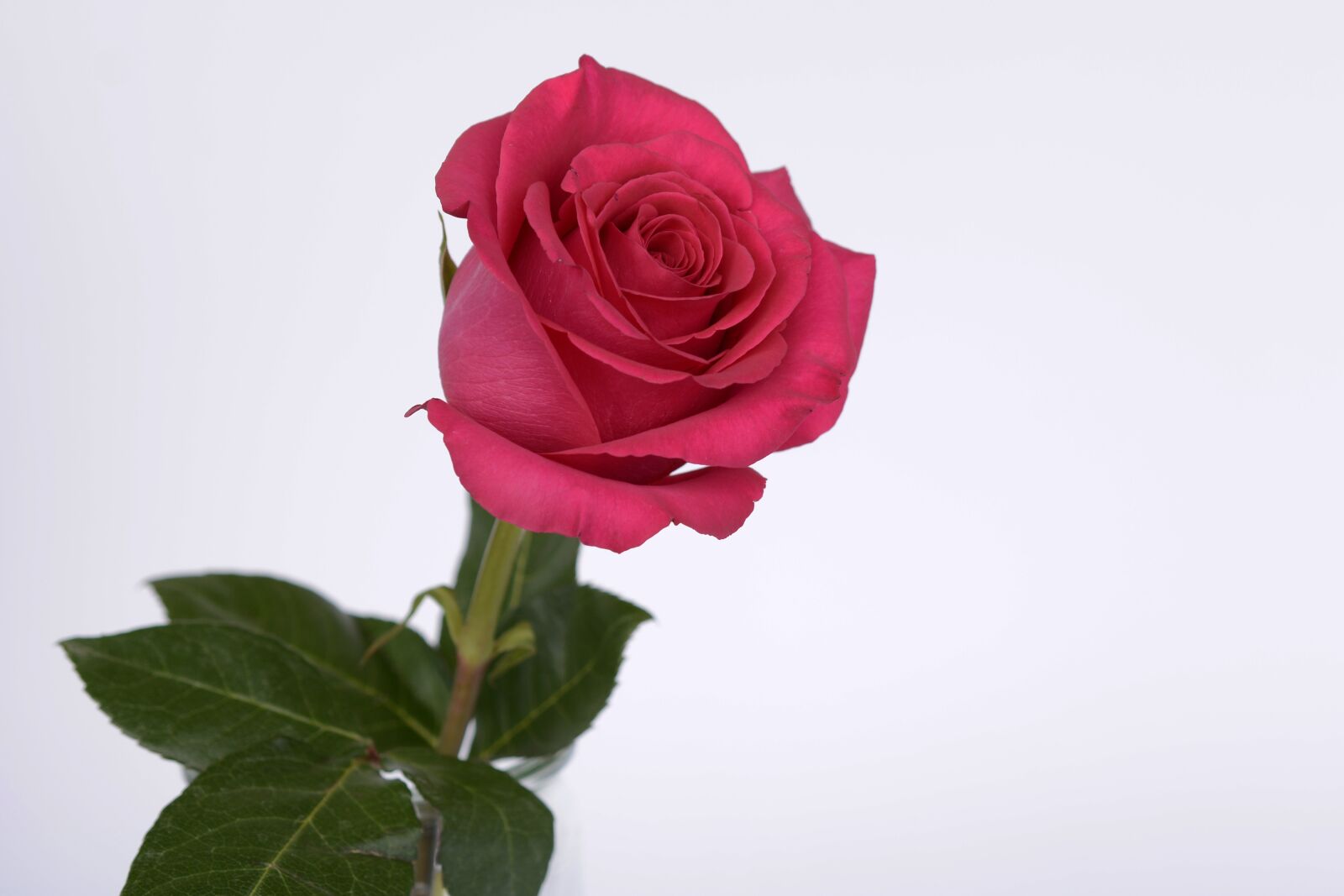 Nikon D7100 sample photo. Rose, pink, rose flower photography