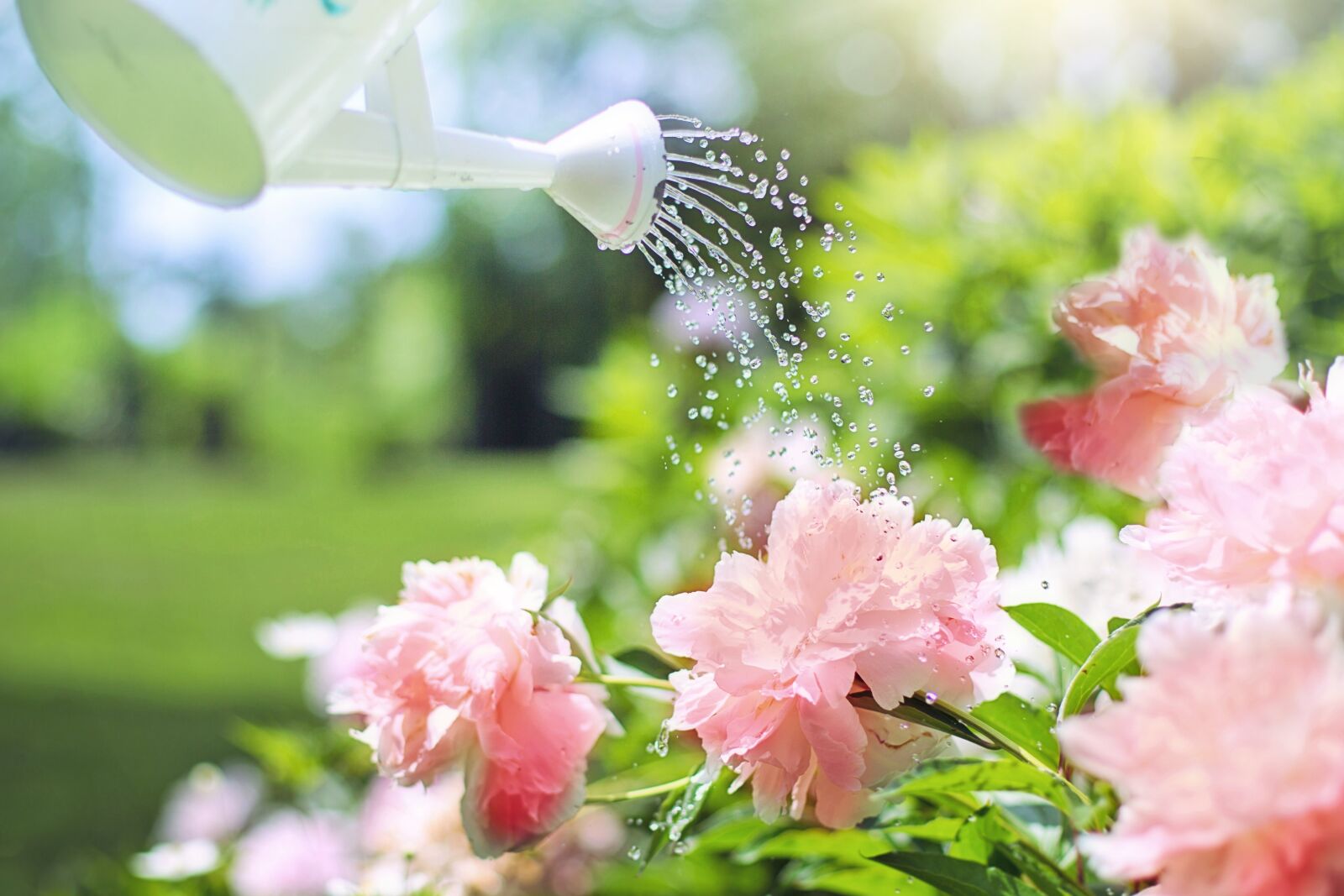 Canon EF 50mm F1.4 USM sample photo. Watering, flowers, peonies photography