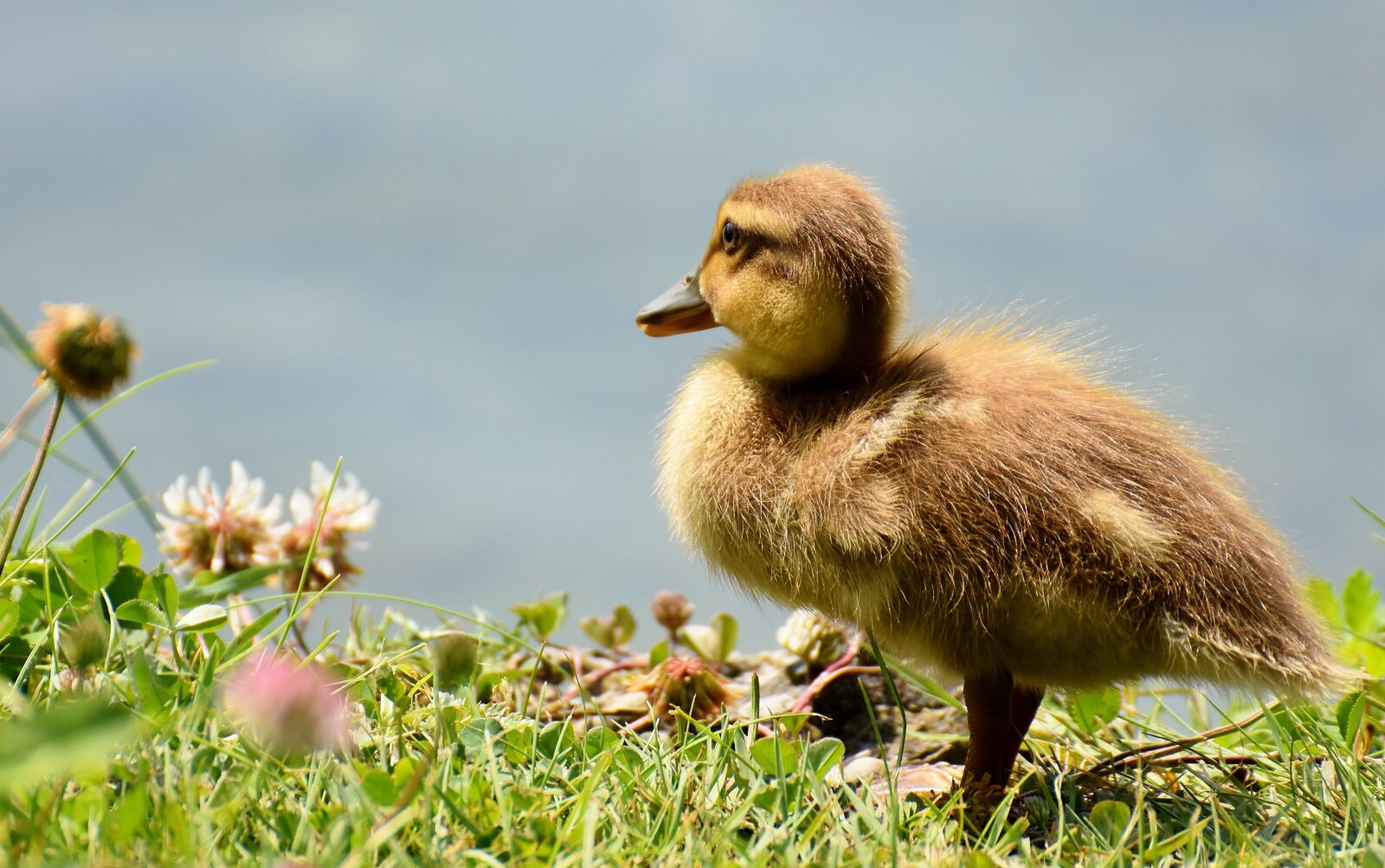 Nikon D7200 sample photo. Mallard, chicks, baby photography