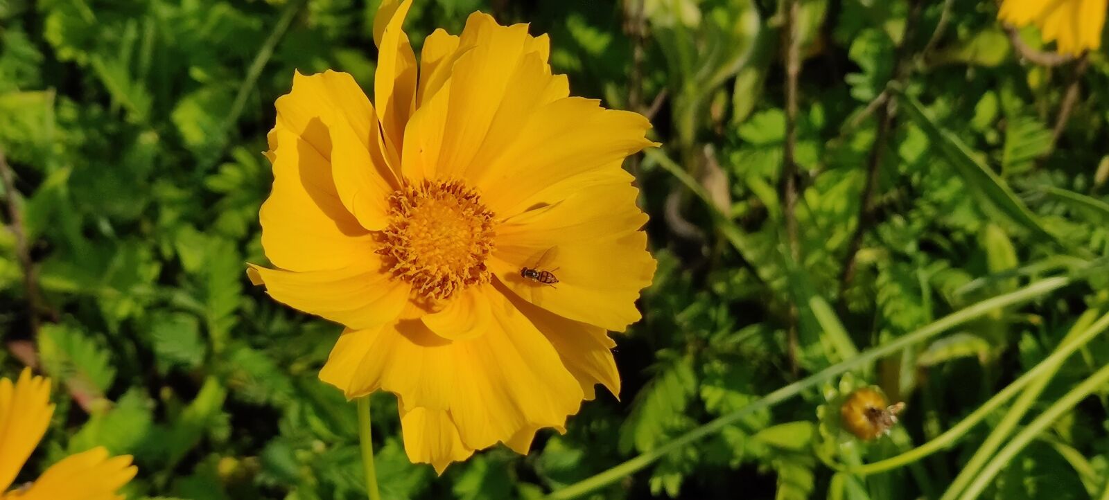 OnePlus 7 PRO sample photo. Flower, tickseed, yellow photography