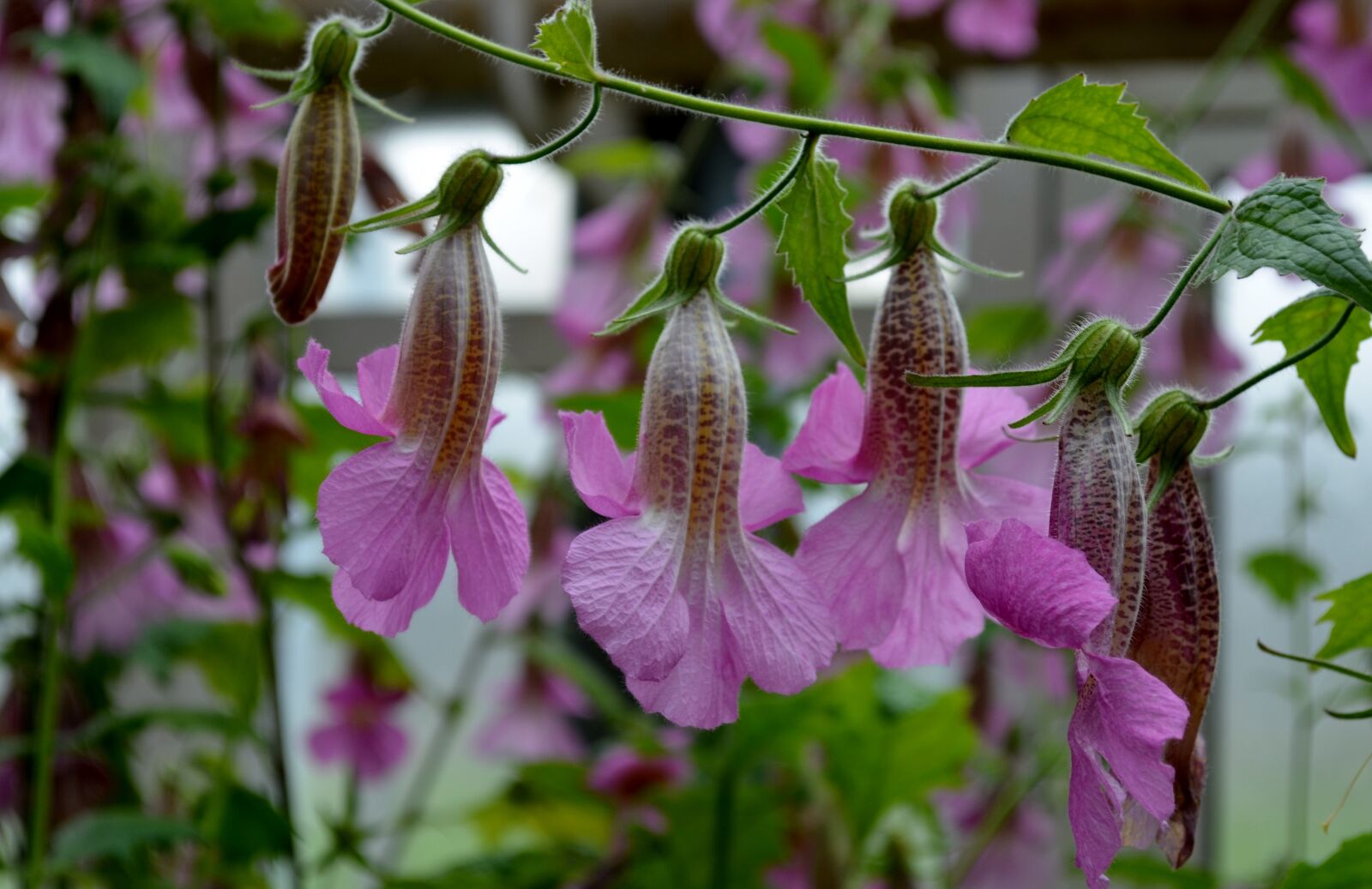 Nikon D5100 sample photo. Rehmannia elata, high china photography