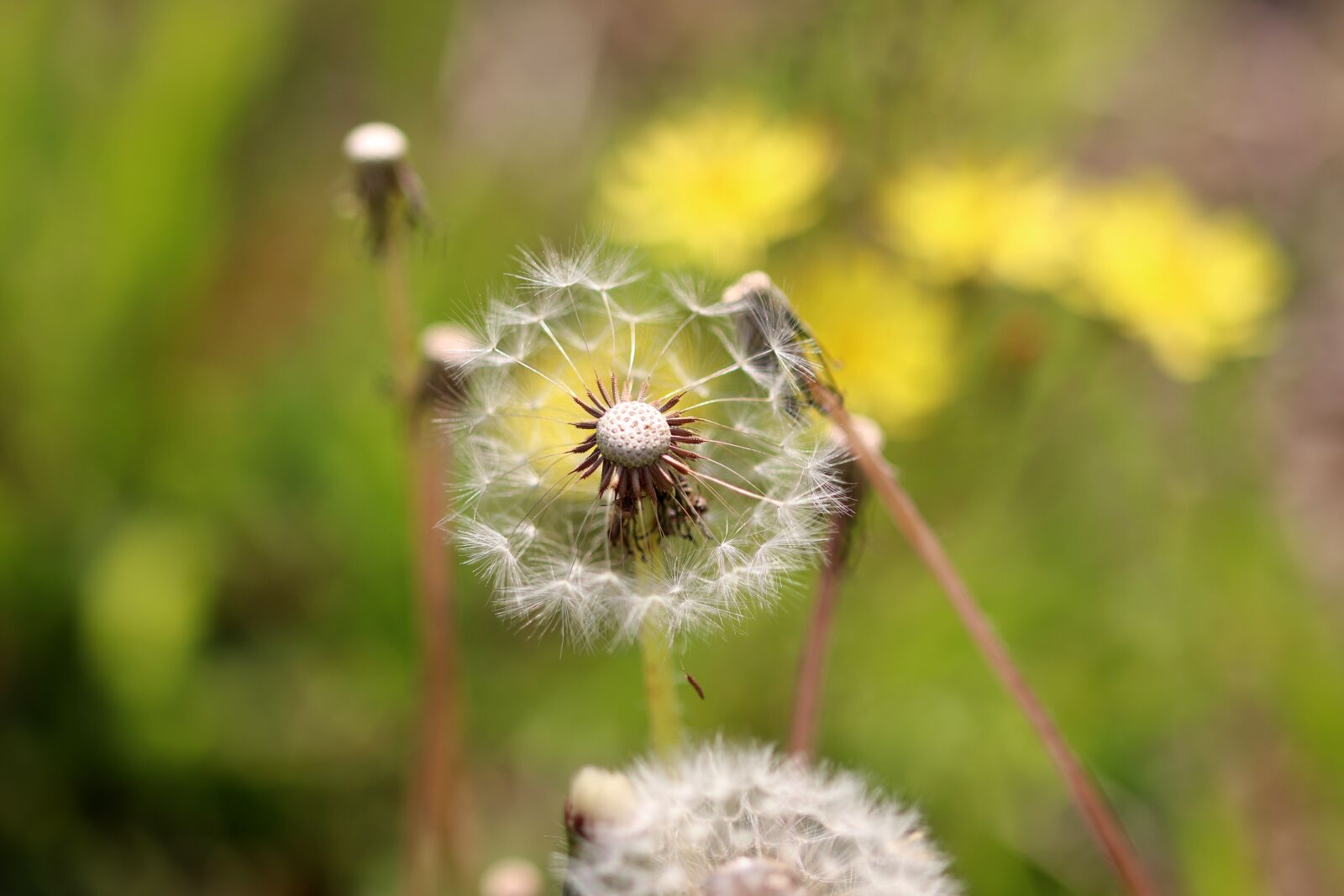 Canon EOS 800D (EOS Rebel T7i / EOS Kiss X9i) sample photo. Spring, dandelion, meadow photography