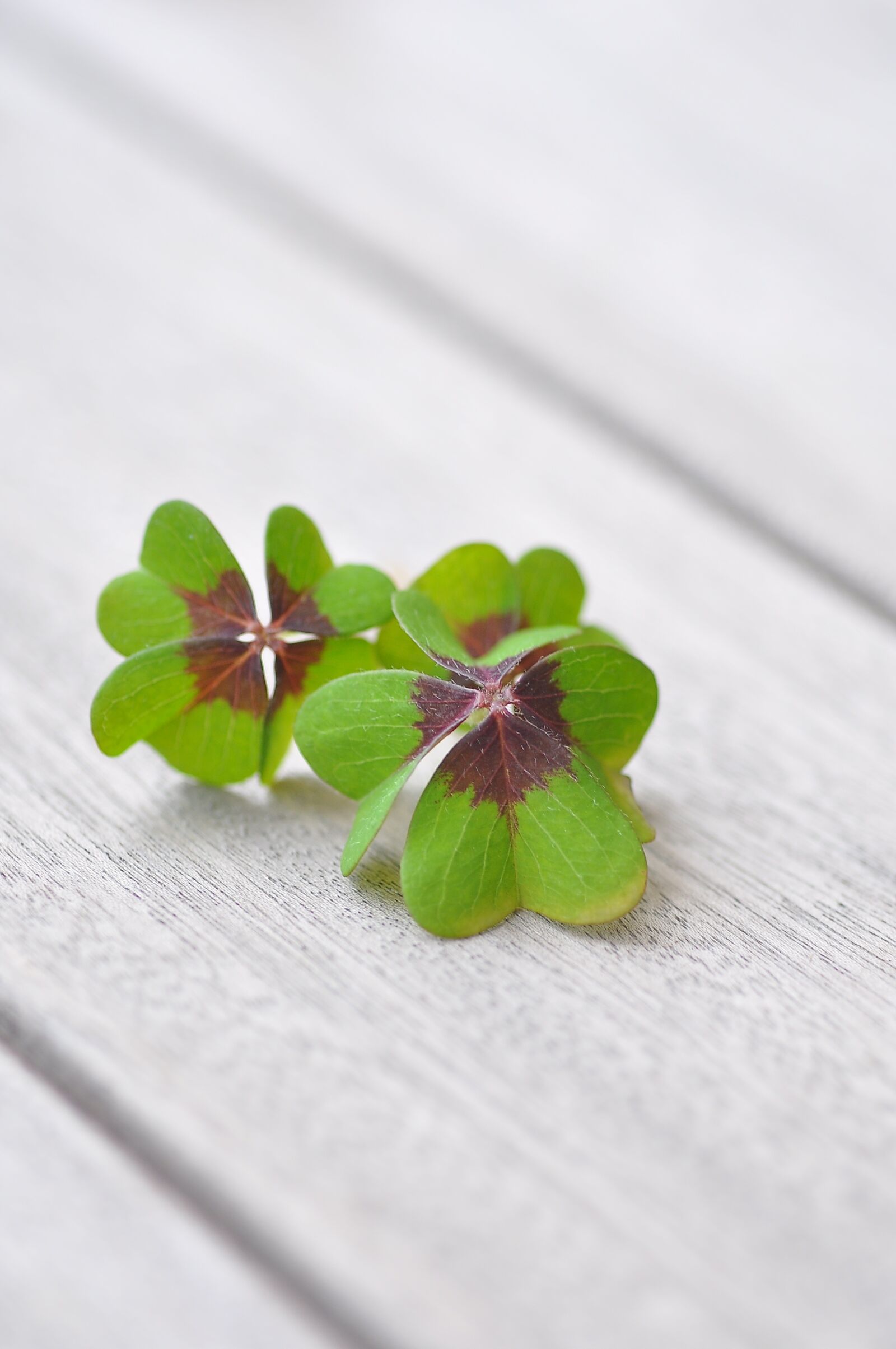 Nikon D90 sample photo. Lucky clover, klee, four photography
