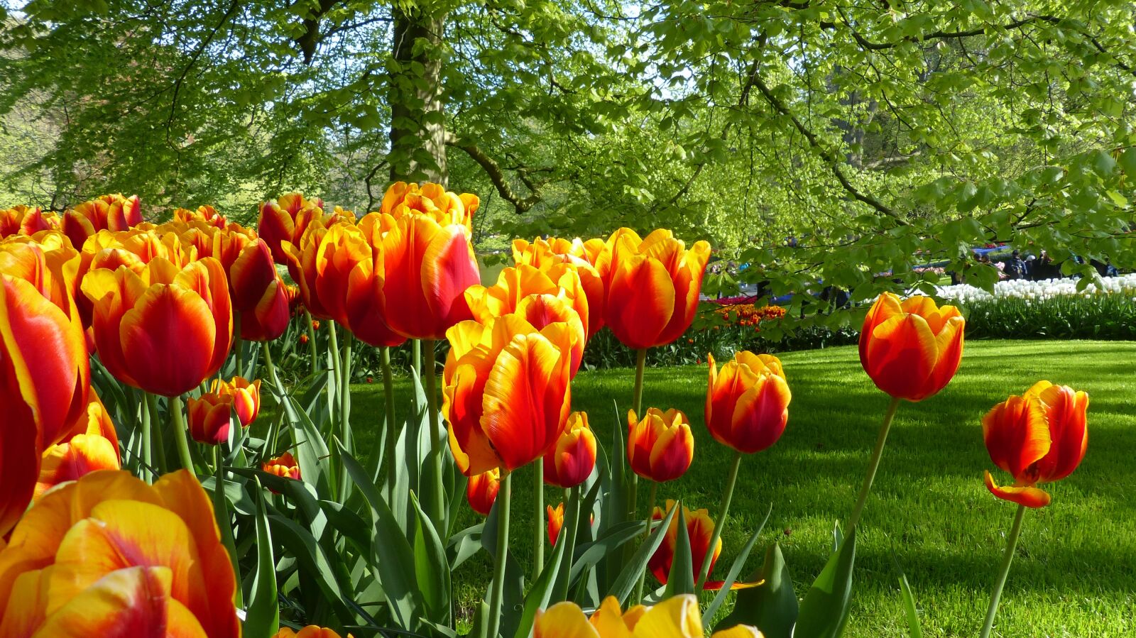 Panasonic Lumix DMC-FZ200 sample photo. Tulip, flower, garden photography