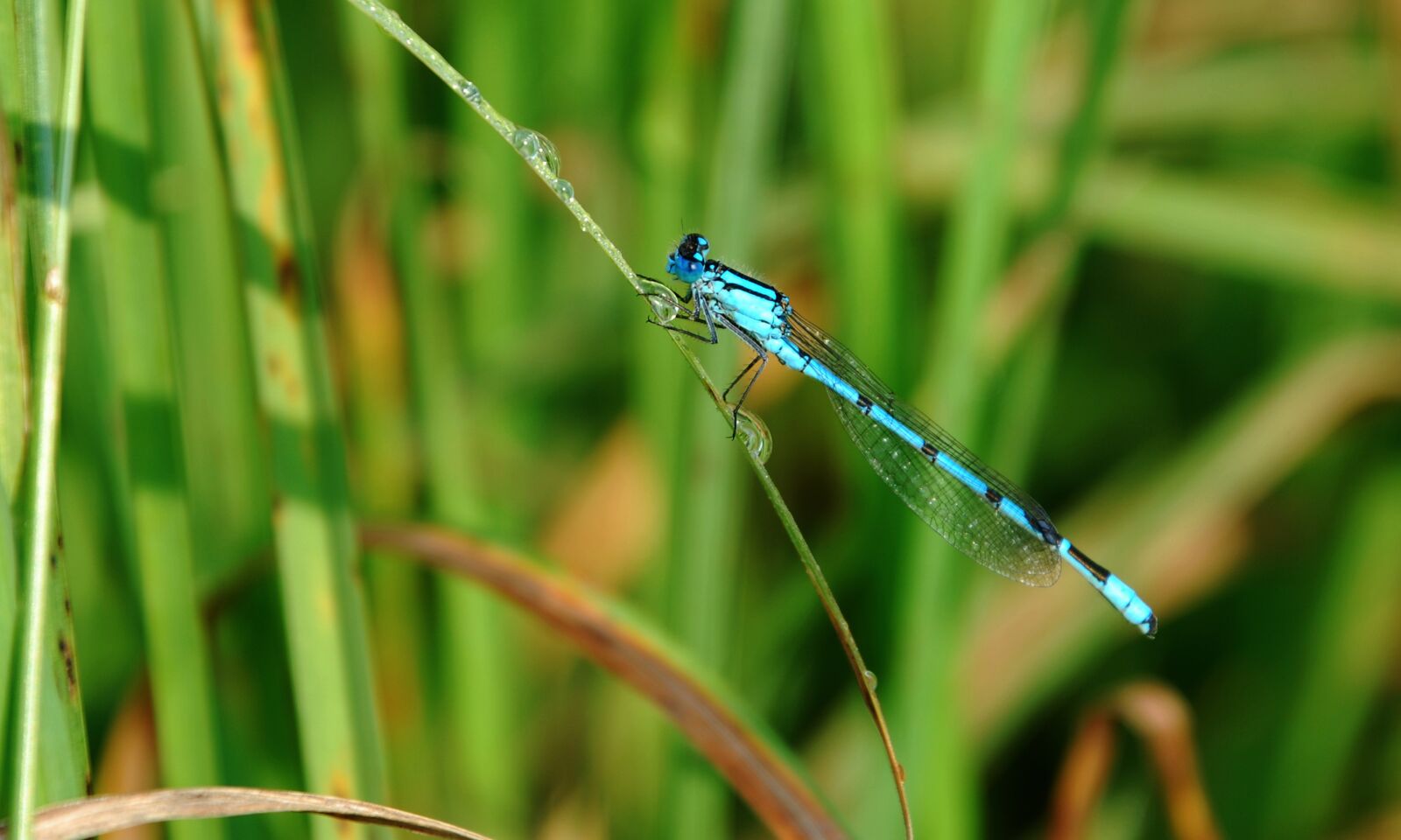 Nikon D80 sample photo. Dragonfly, insect, macro photography