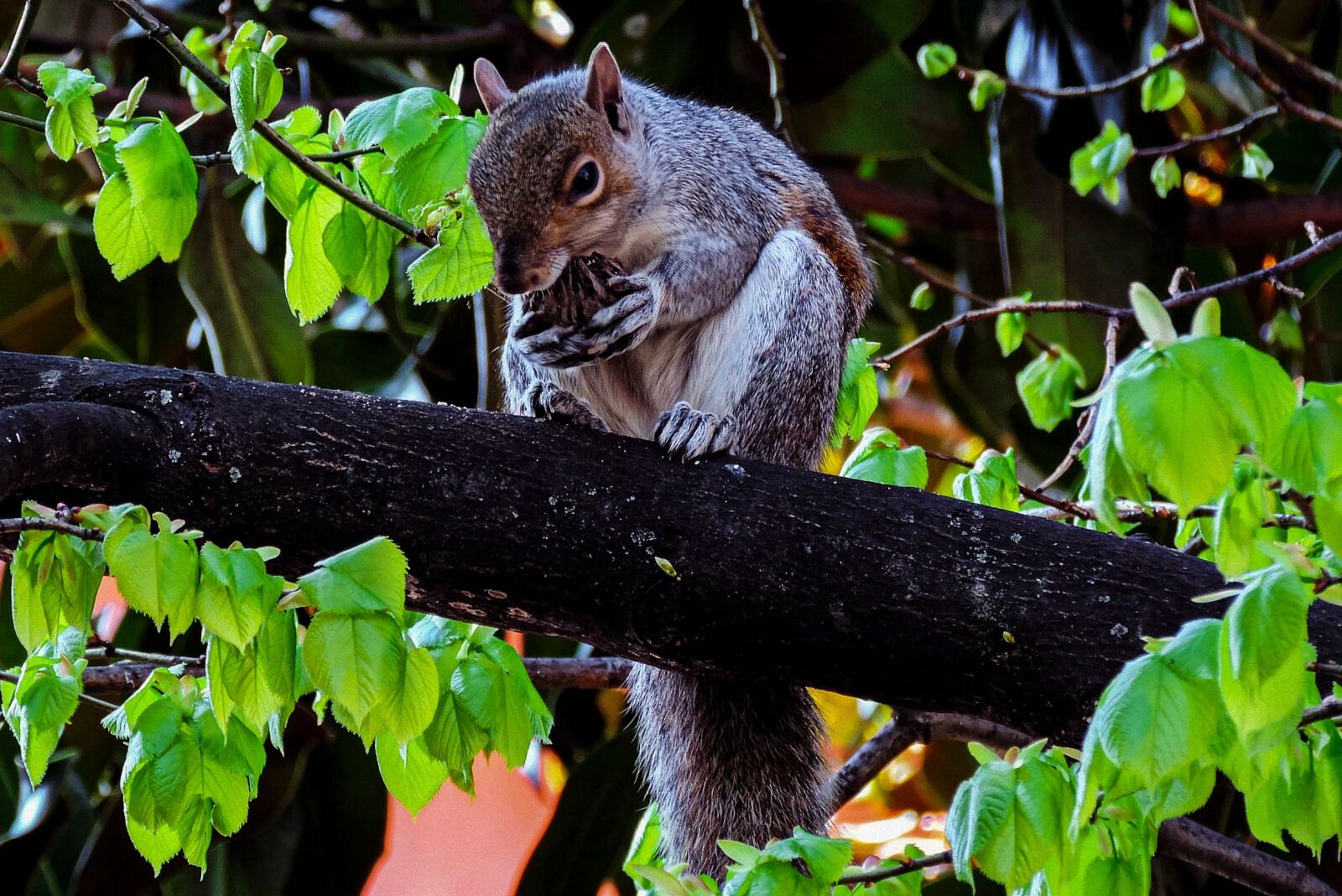 Nikon Coolpix P520 sample photo. Squirrel, squirrels, nature photography
