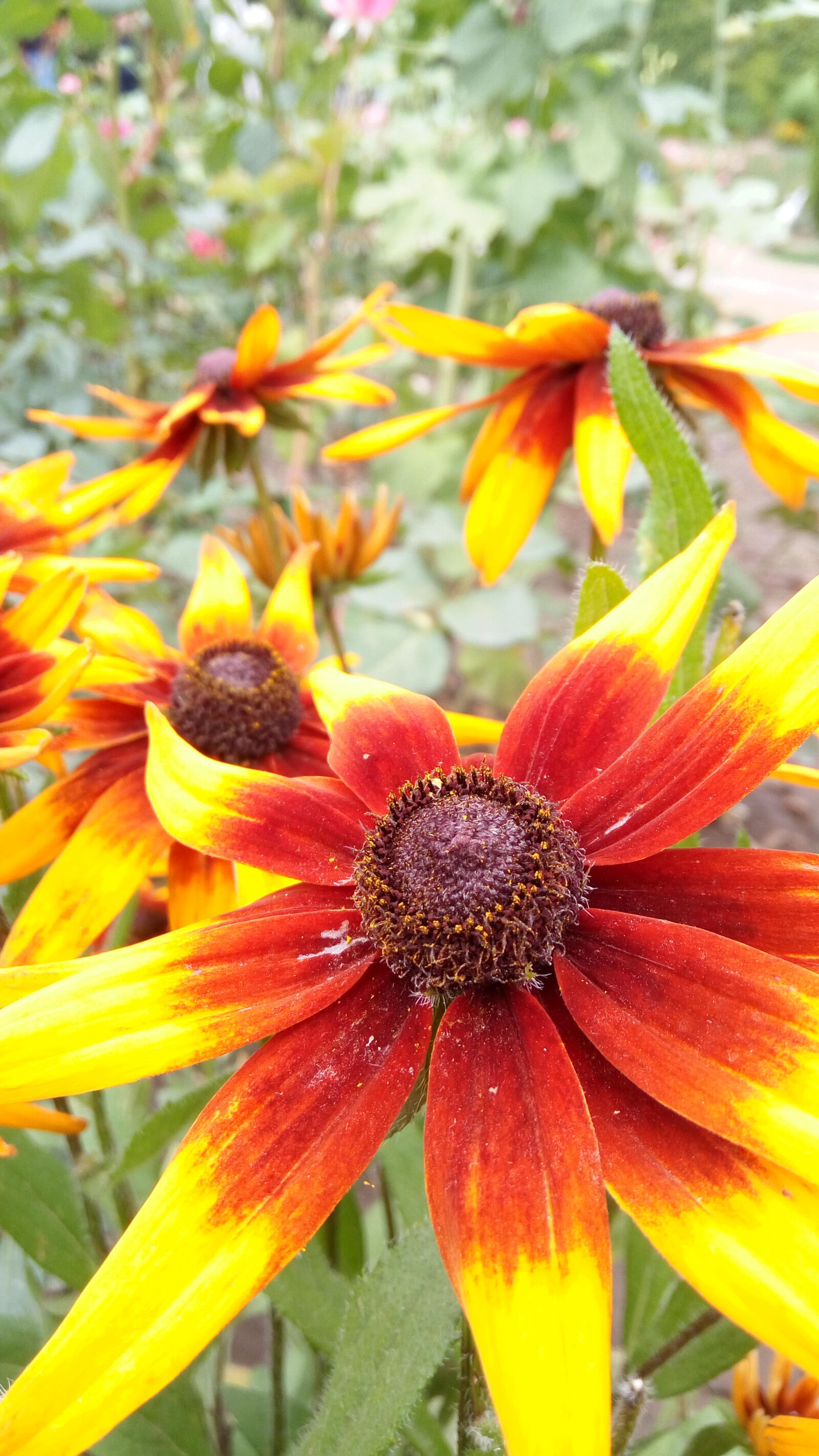 Lenovo VIBE X3 LITE sample photo