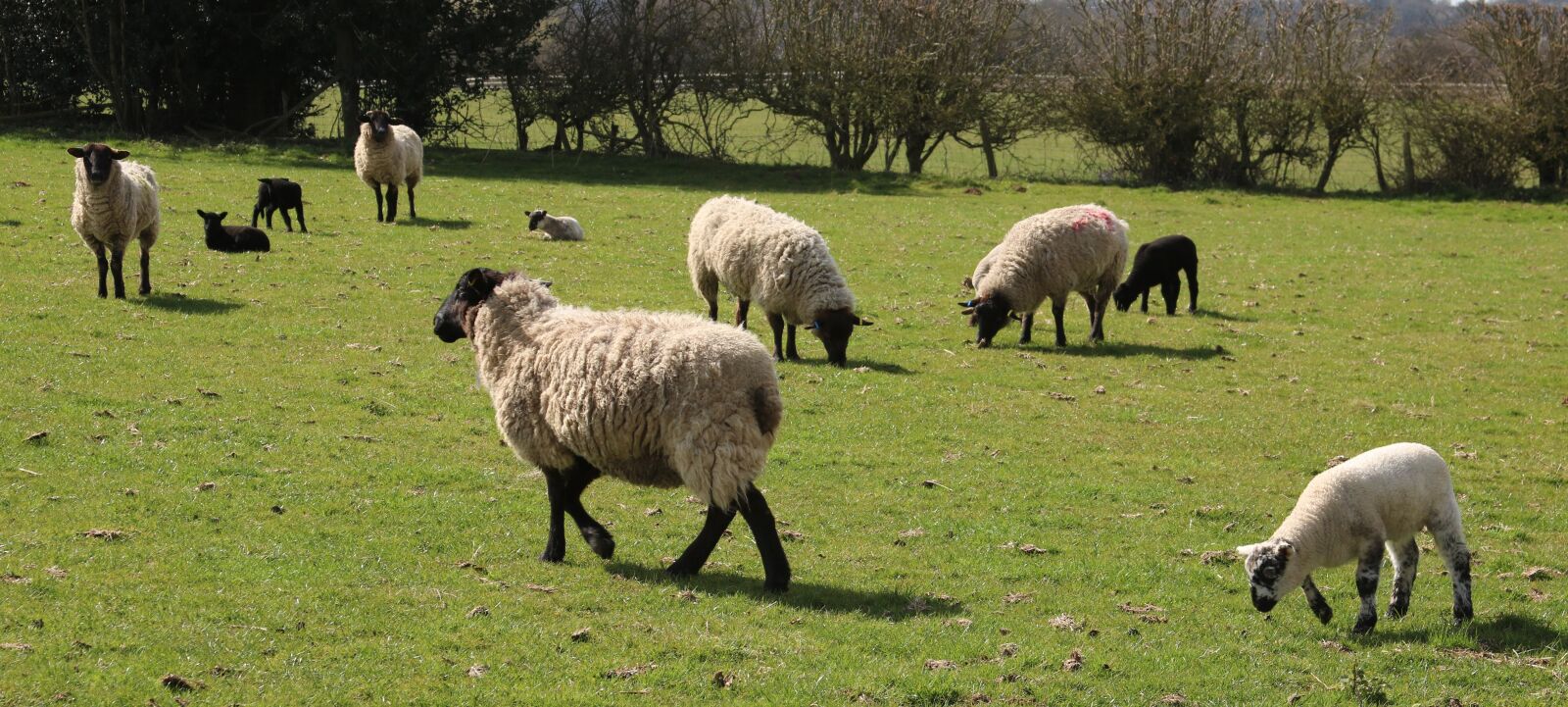 Canon EOS 750D (EOS Rebel T6i / EOS Kiss X8i) + Canon EF 28-135mm F3.5-5.6 IS USM sample photo. Sheep, lamb, field photography