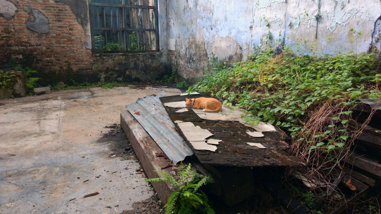 Motorola Moto G (4) sample photo. Cat, red, domestic cat photography