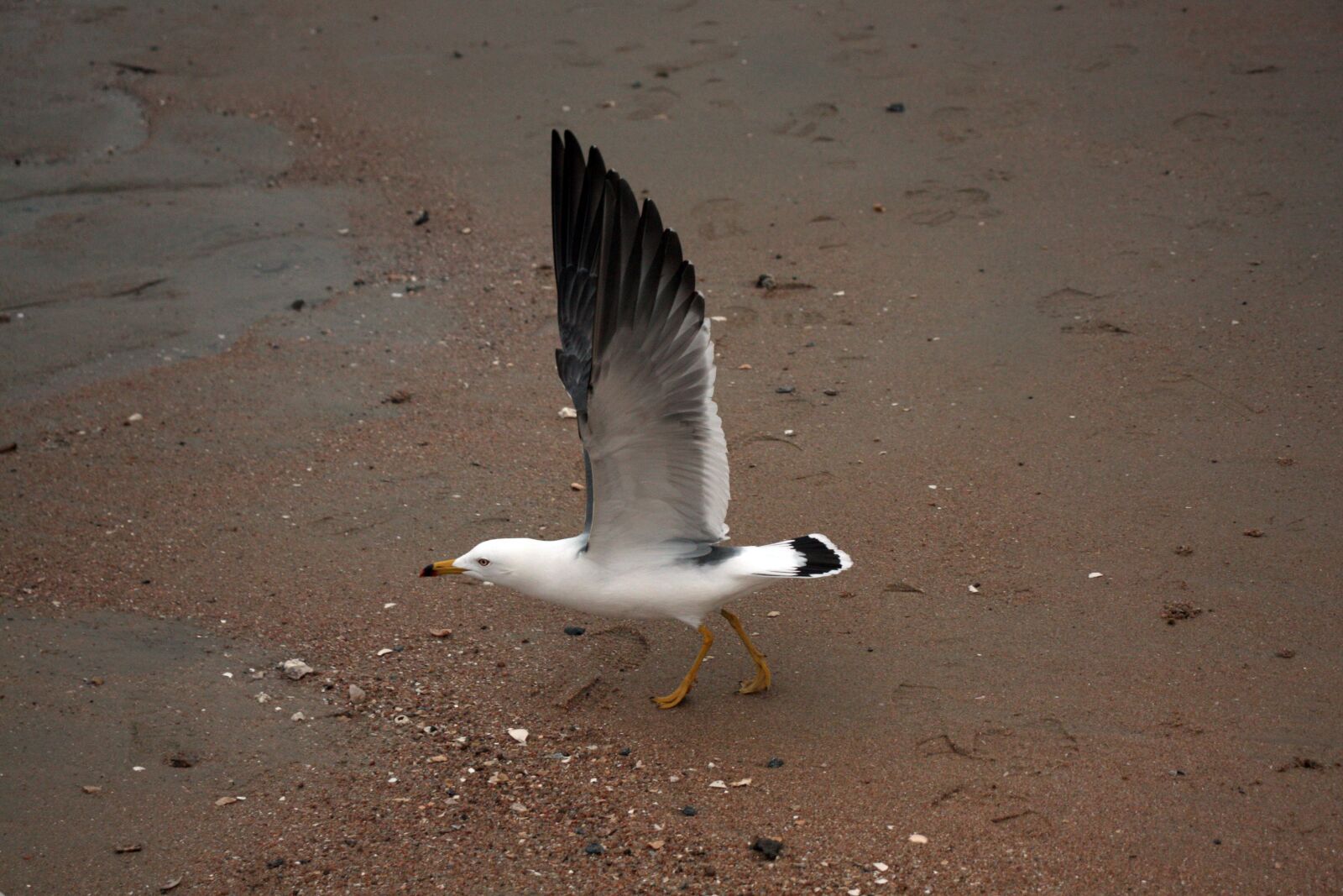 Canon EOS 450D (EOS Rebel XSi / EOS Kiss X2) sample photo. Seagull, bird, wing photography