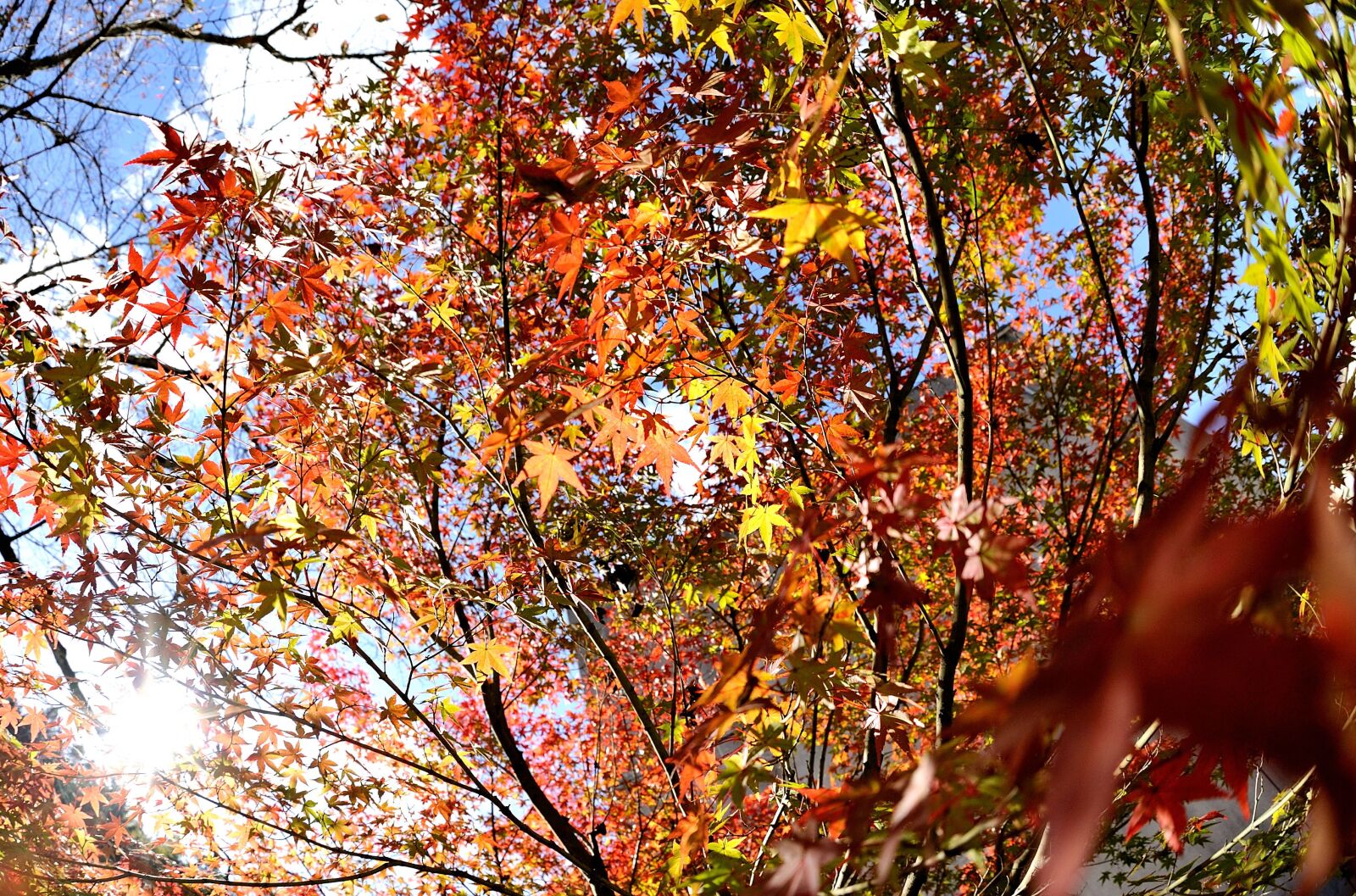 Nikon D700 sample photo. Autumnal leaves, maple, sun photography
