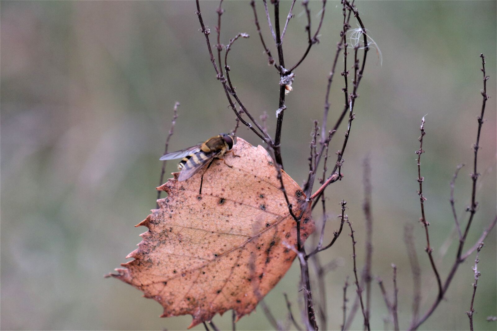 Canon EOS M6 sample photo. Insect, autumn, mood photography