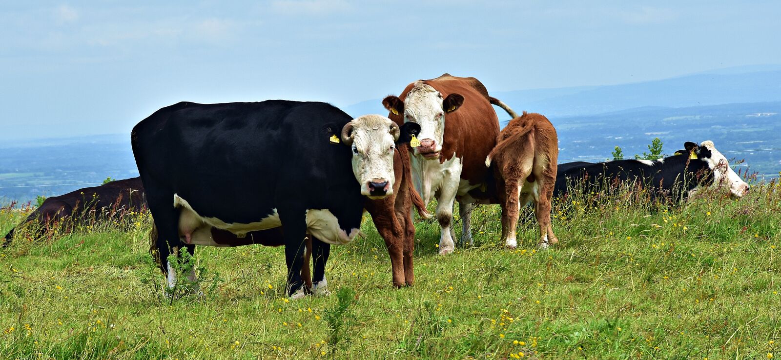 Nikon D3400 sample photo. Agriculture, meadow, farm photography