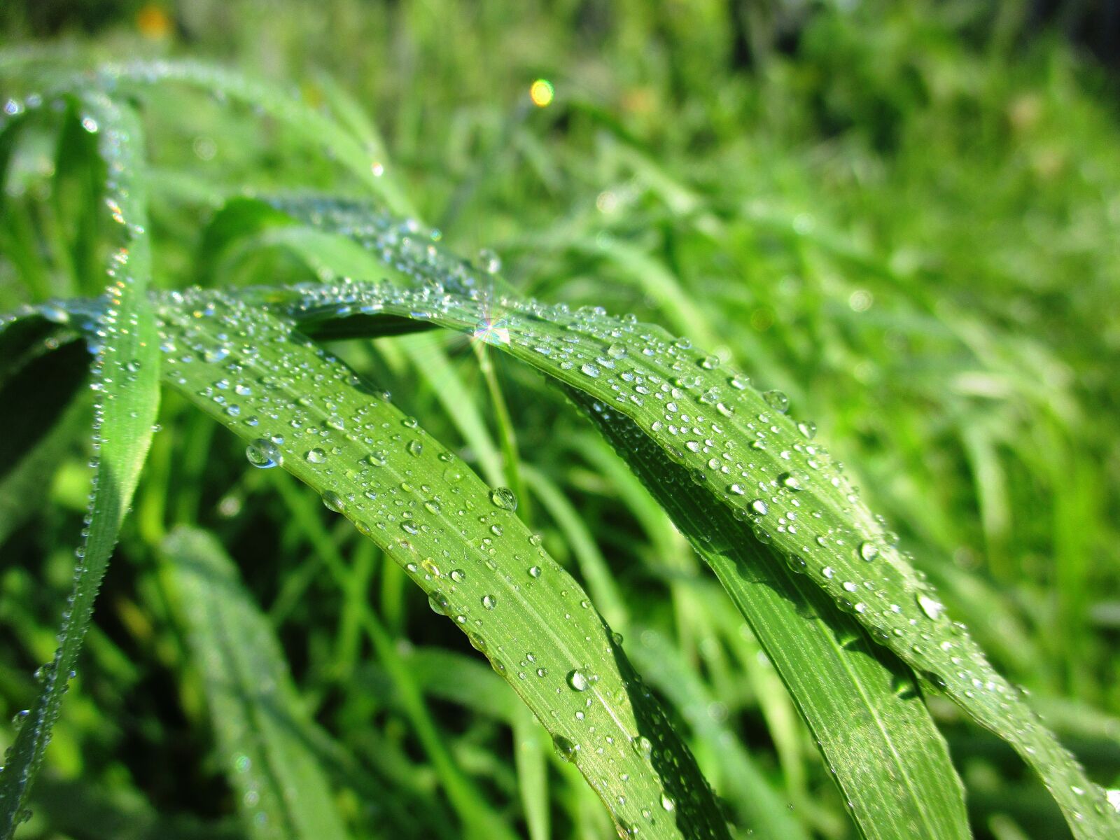 Canon IXUS 185 sample photo. Rosa, grass, radiance photography