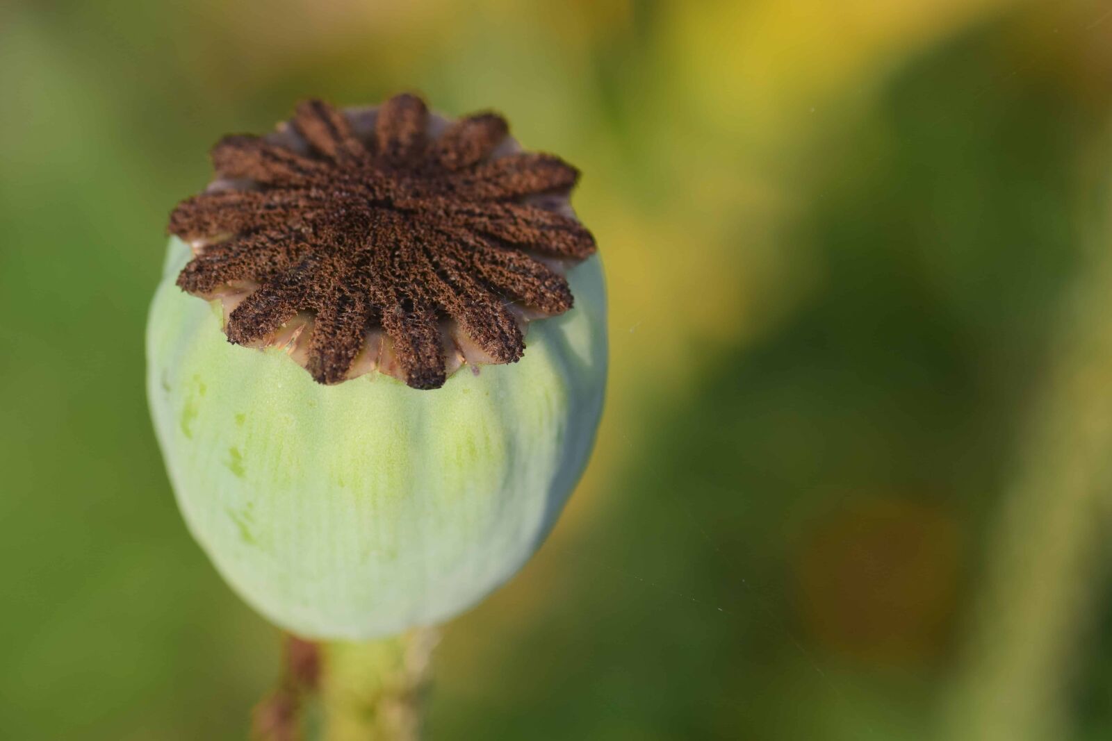Nikon D3300 sample photo. Food, vegetable, agriculture, poppy photography