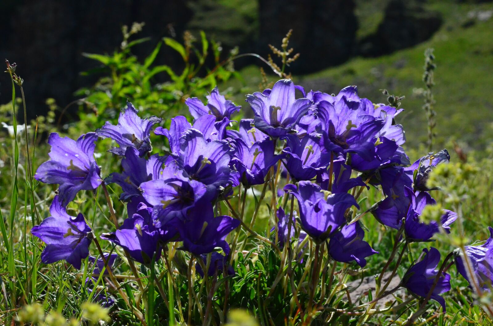Nikon D5100 sample photo. Nature, flower, plant photography