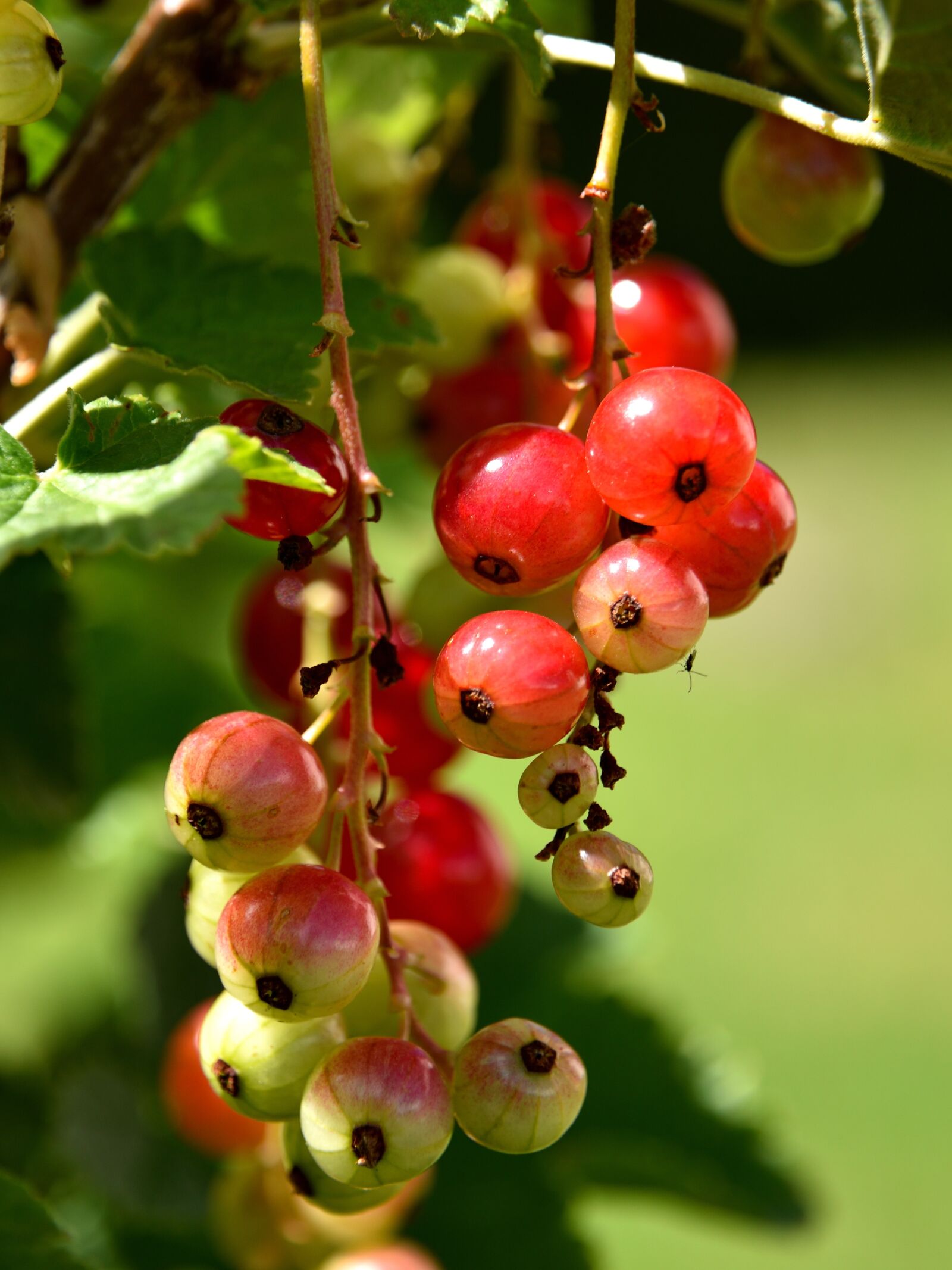 Nikon D5500 sample photo. Currants, fruit, close up photography