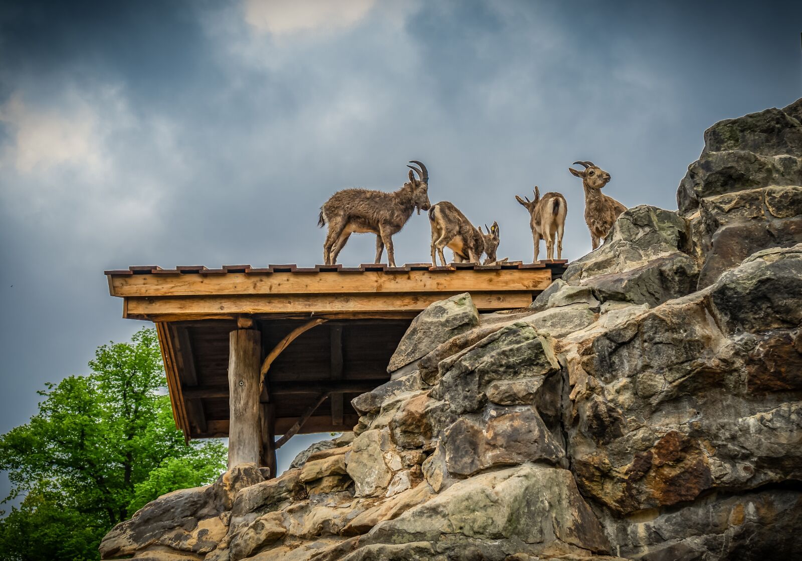 Sony a7 II + Sony FE 28-70mm F3.5-5.6 OSS sample photo. Ibex, rock, nature photography
