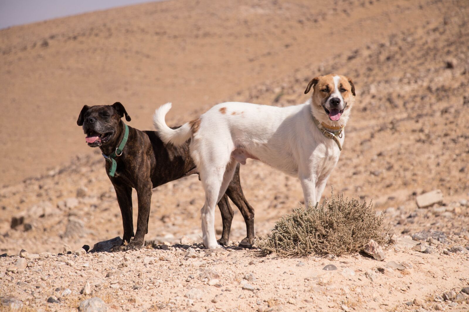 Canon EOS 80D sample photo. Dogs, nature, sun photography