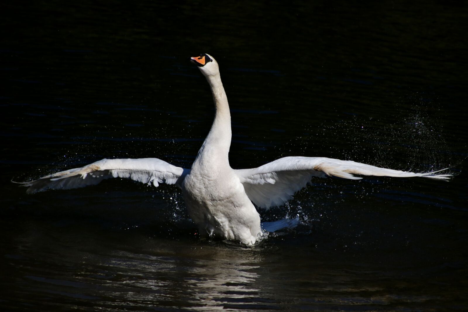 Canon EOS 750D (EOS Rebel T6i / EOS Kiss X8i) sample photo. Swan, mute swan, bird photography
