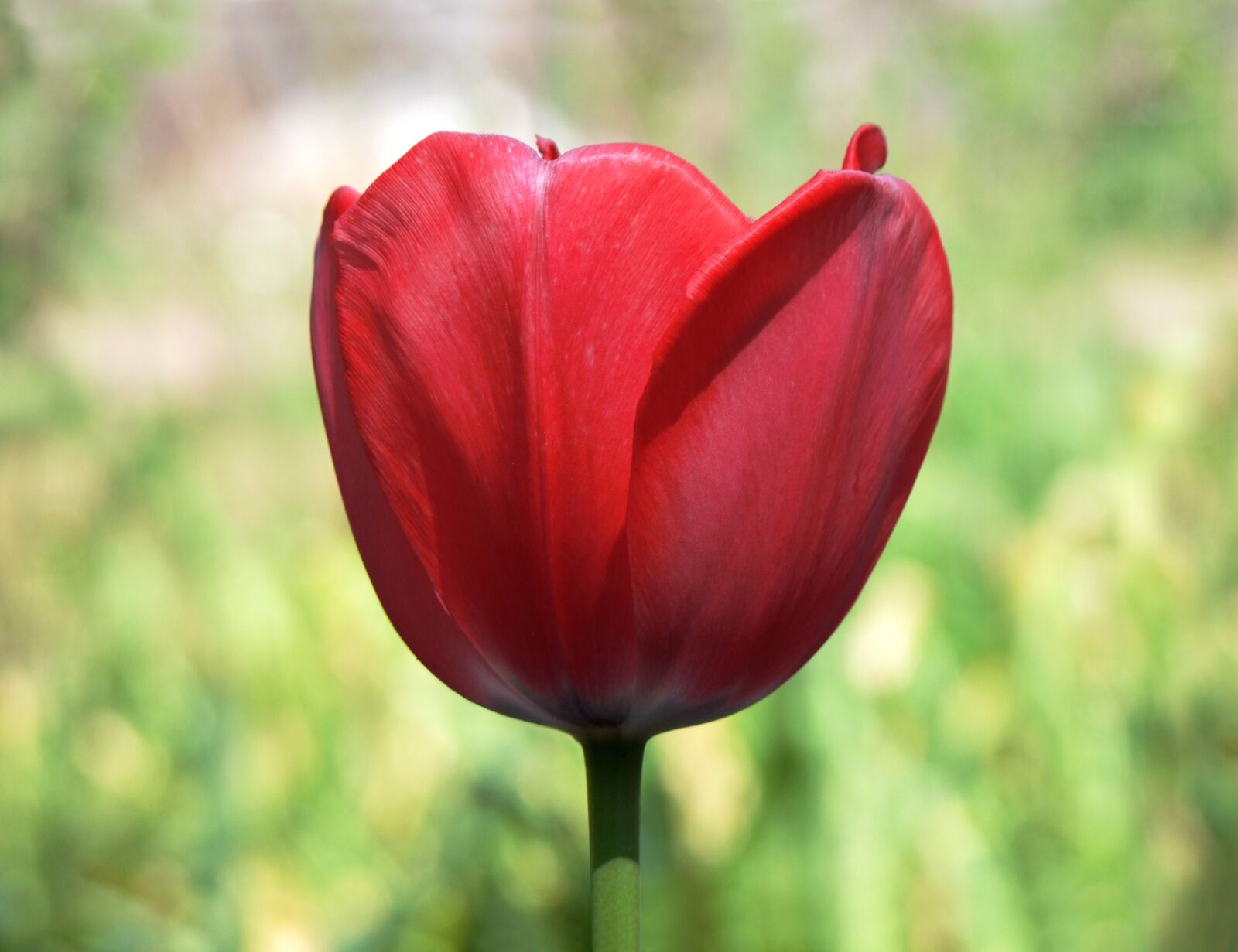 Fujifilm FinePix S100fs sample photo. Tulip, red, flower photography