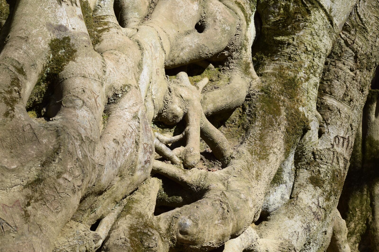 Nikon D3300 sample photo. Root, roots, wood photography
