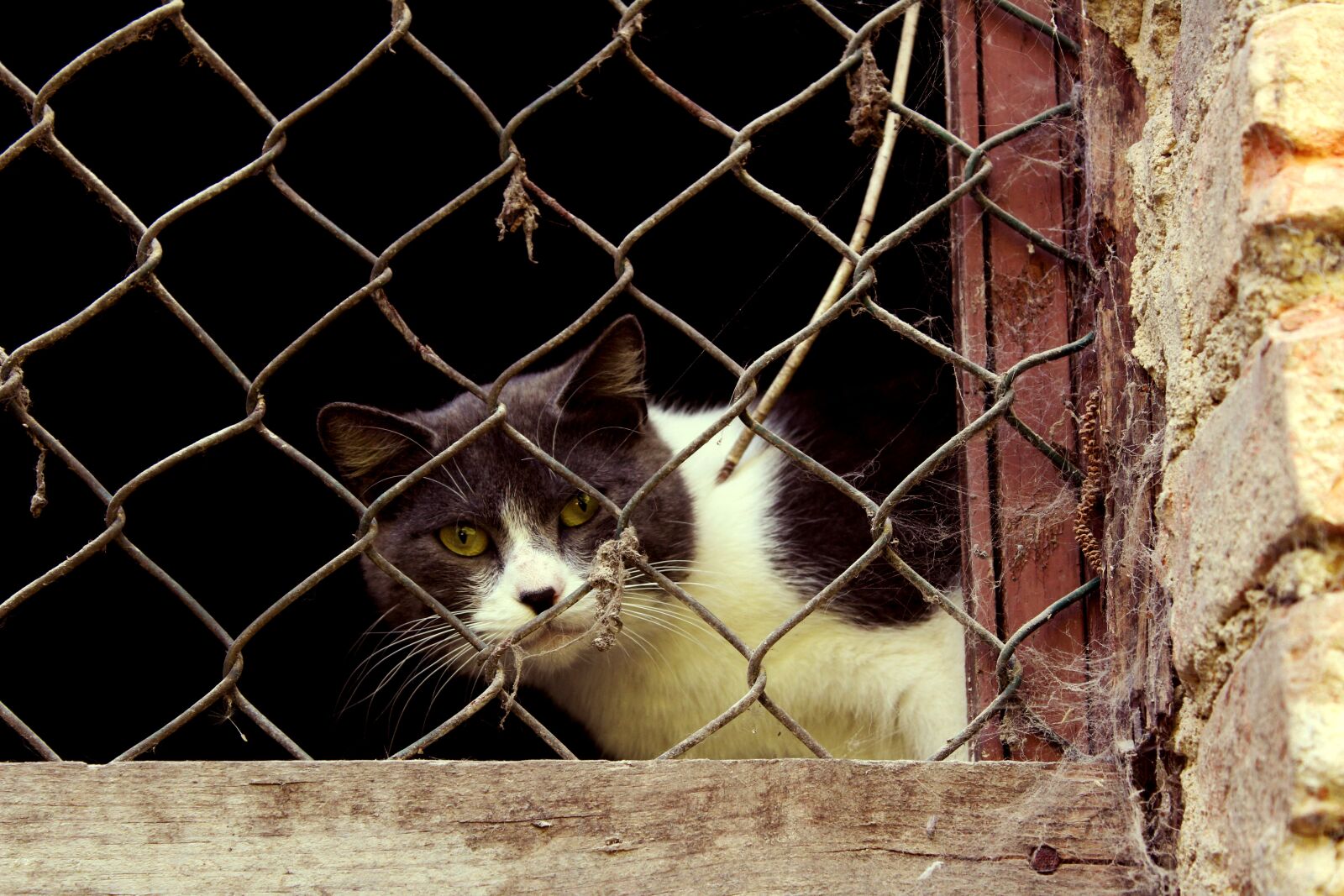 Canon EOS 1300D (EOS Rebel T6 / EOS Kiss X80) sample photo. Cat, curious, window photography
