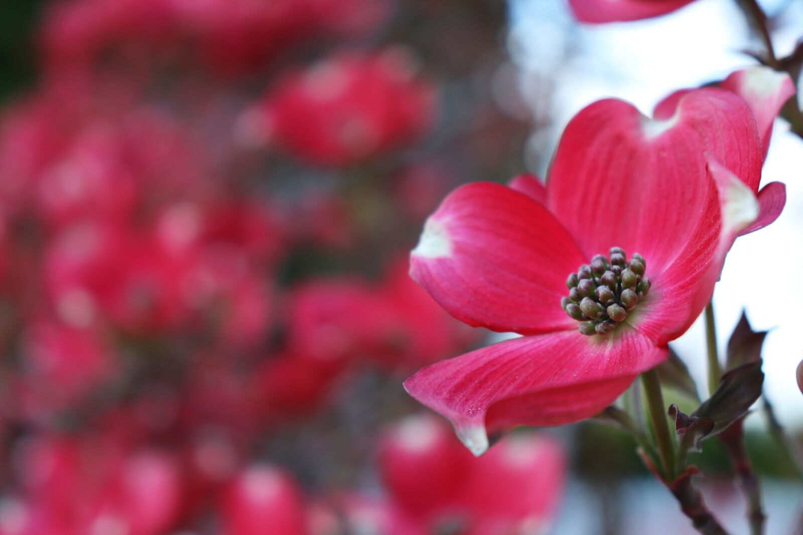 Canon EOS 200D (EOS Rebel SL2 / EOS Kiss X9) sample photo. Nature, flower, garden photography