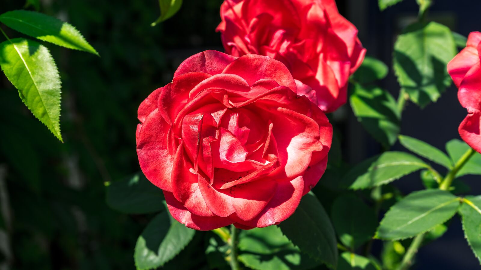 Sony a7 II + Sony FE 28-70mm F3.5-5.6 OSS sample photo. Rose, flower, blossom photography