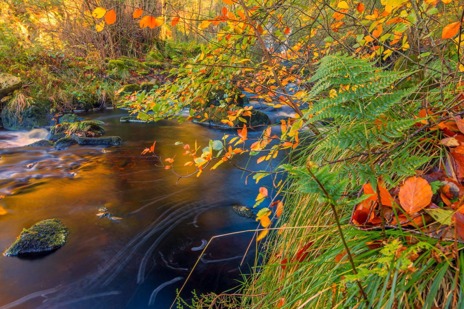 Tokina AT-X Pro 11-16mm F2.8 DX II sample photo. Autumn leaves, fall leaves photography