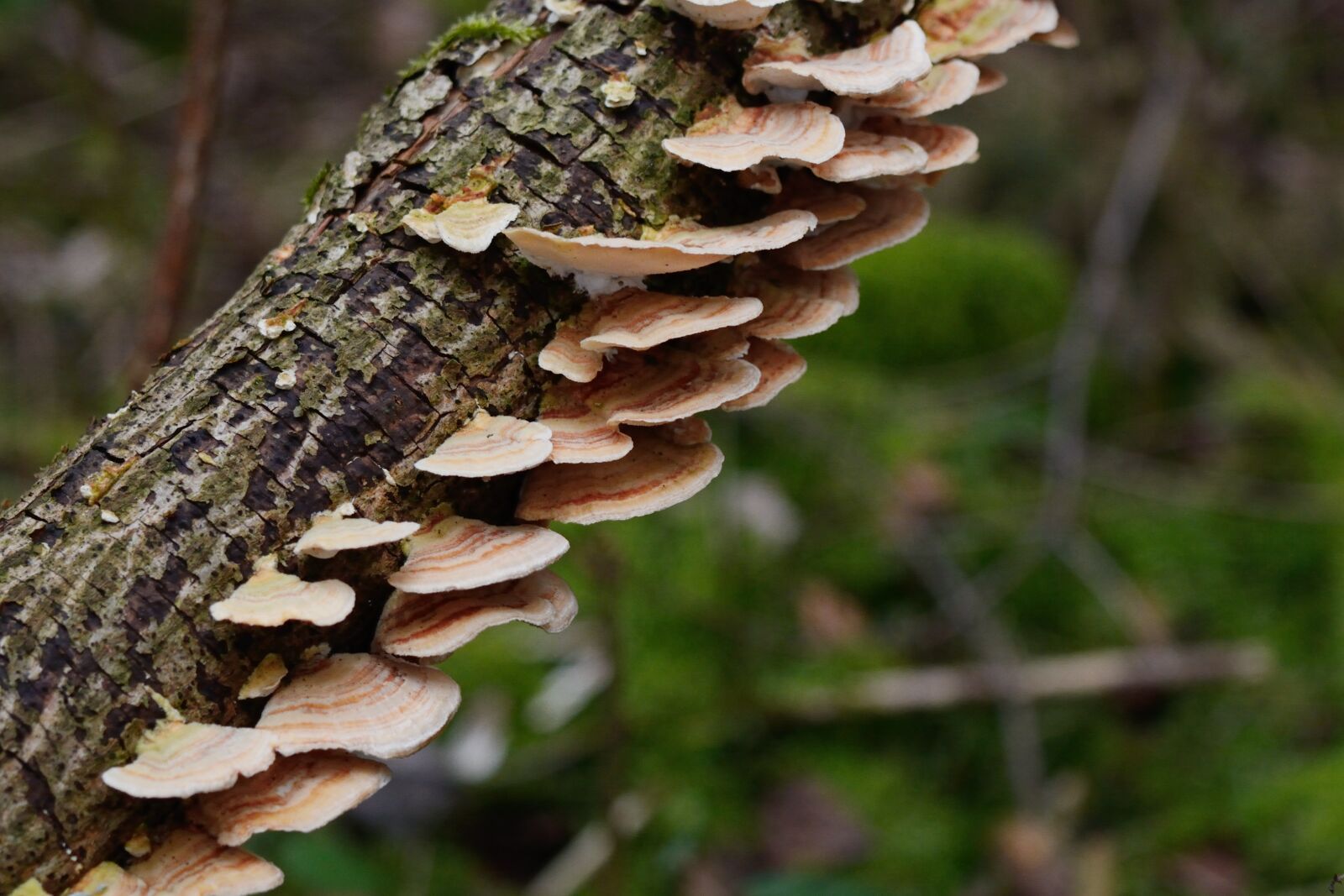 Nikon D5200 sample photo. Mushrooms, tree fungus, tribe photography