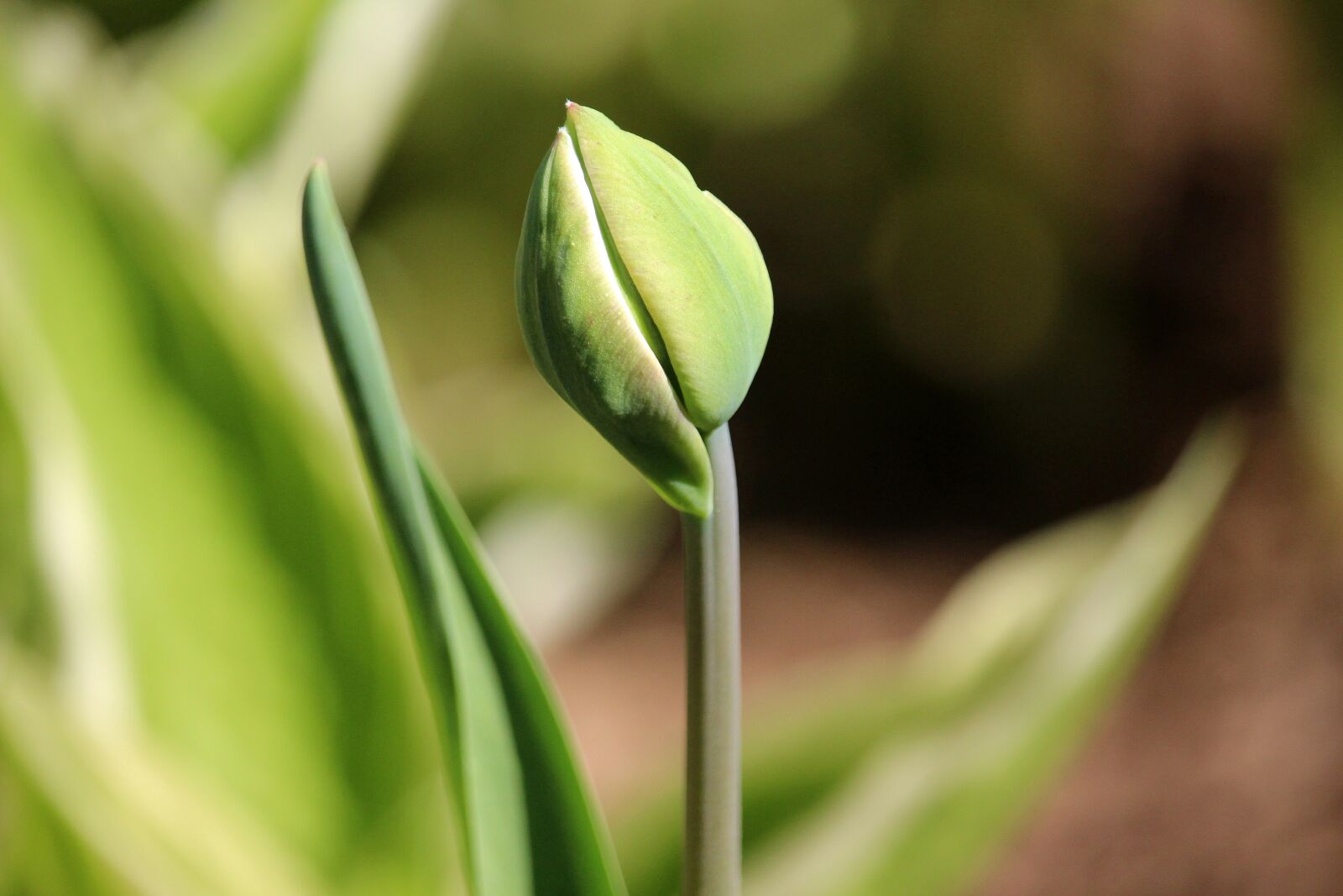 Canon EF-S 55-250mm F4-5.6 IS STM sample photo. Tulip, closed, spring photography