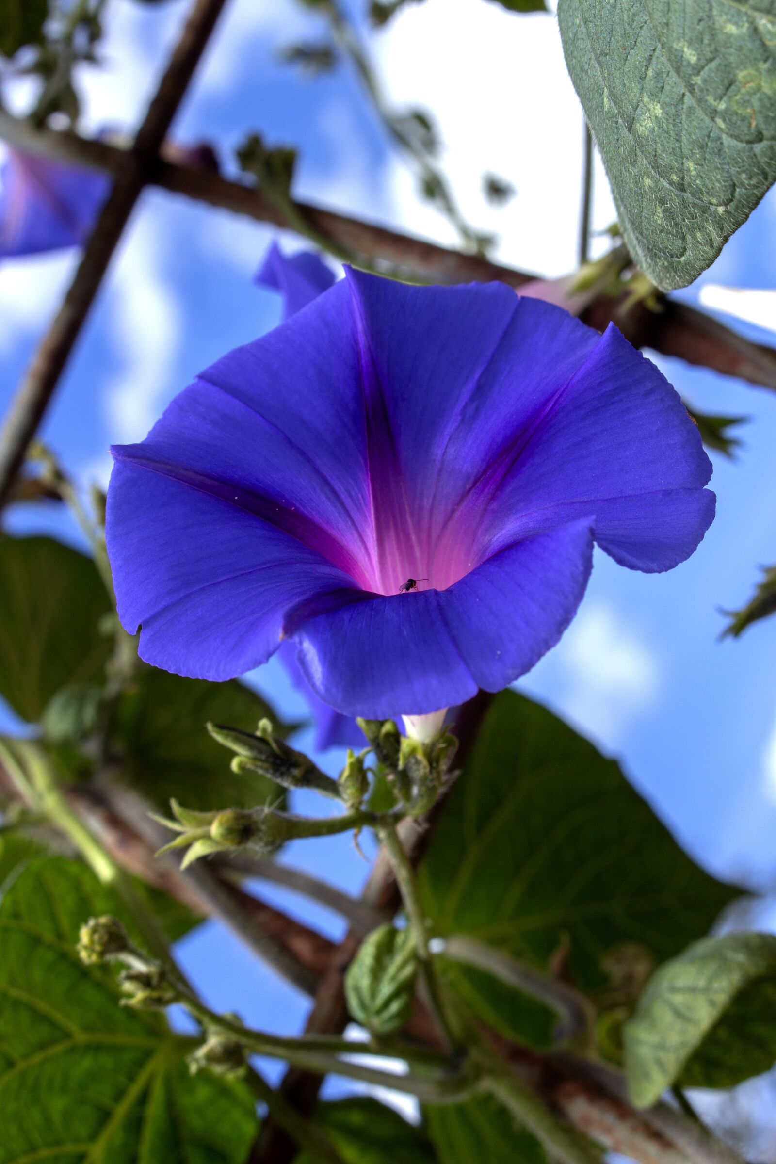 Canon EOS 700D (EOS Rebel T5i / EOS Kiss X7i) sample photo. Campaigns, flowers, bells wild photography