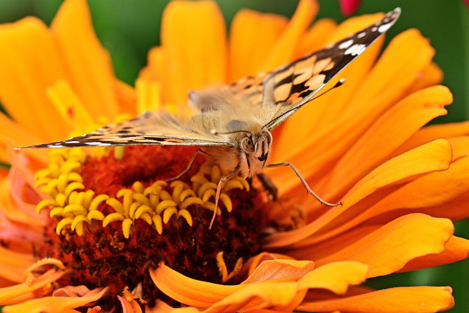 Nikon D5200 sample photo. Butterfly, macro, zinnia photography