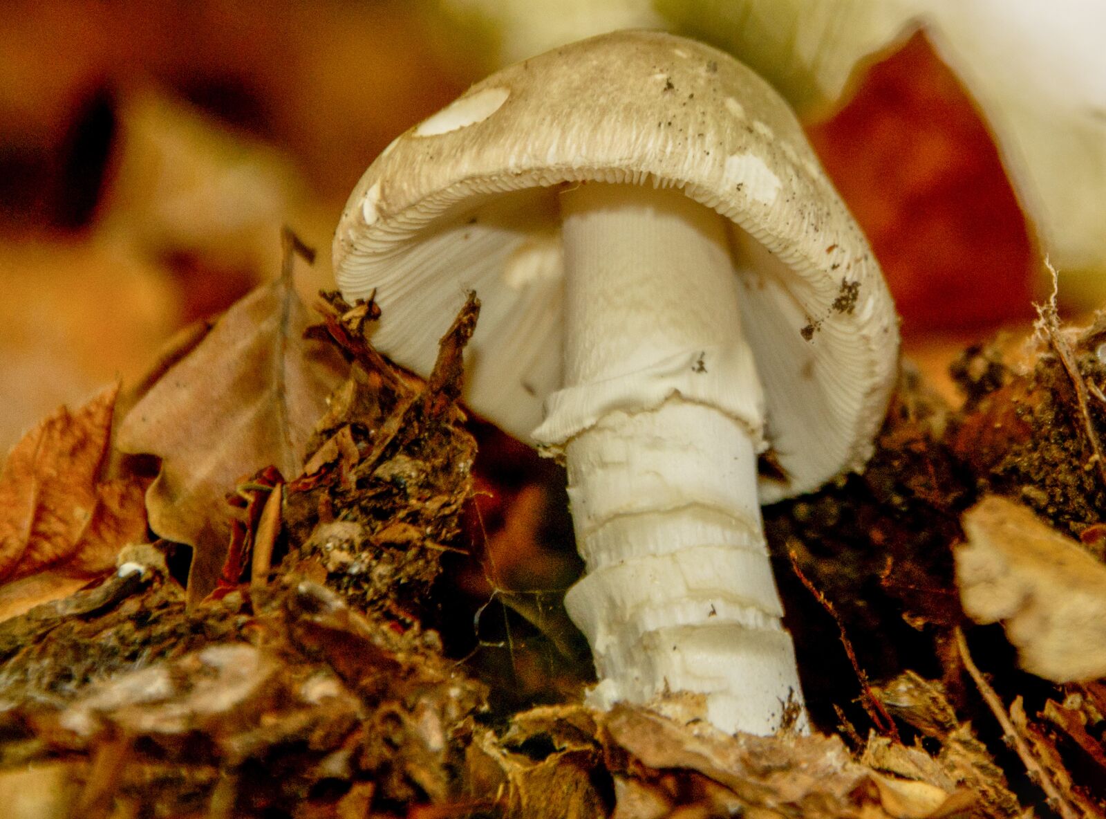 Nikon D3100 sample photo. Mushrooms, nature, autumn photography