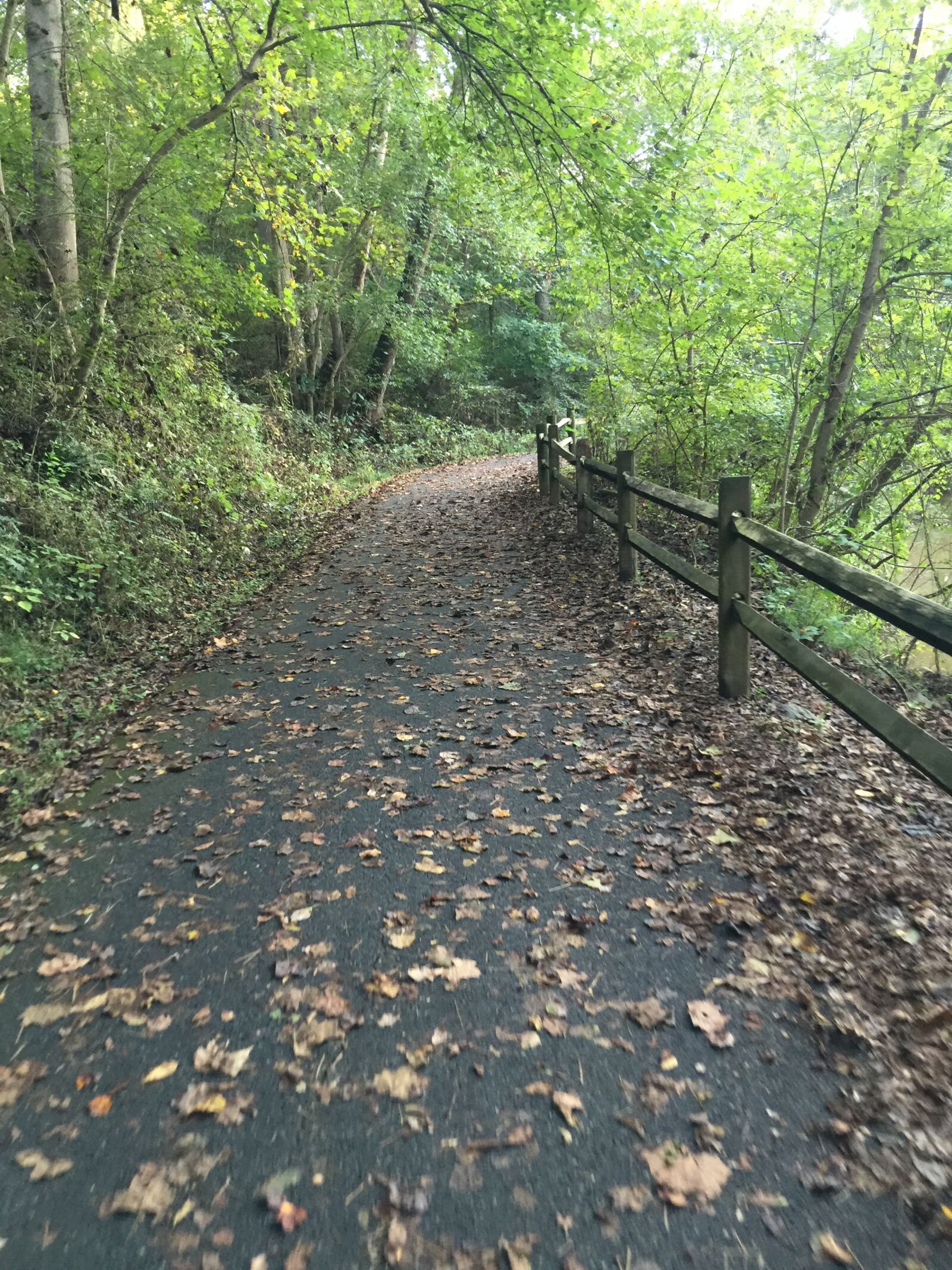iPhone 6 Plus back camera 4.15mm f/2.2 sample photo. Blackwater, trail photography