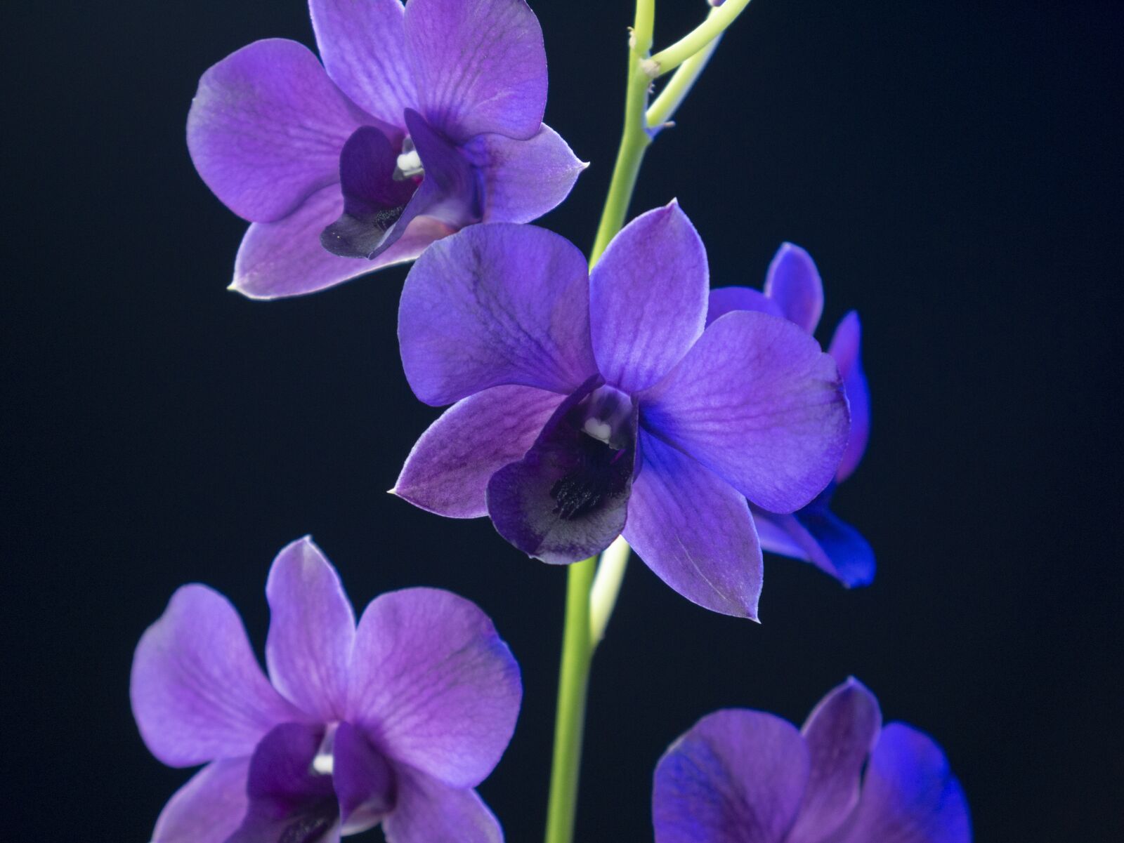 Panasonic Lumix DMC-G7 + LUMIX G VARIO 14-42/F3.5-5.6 II sample photo. Plant, flower, orchid photography