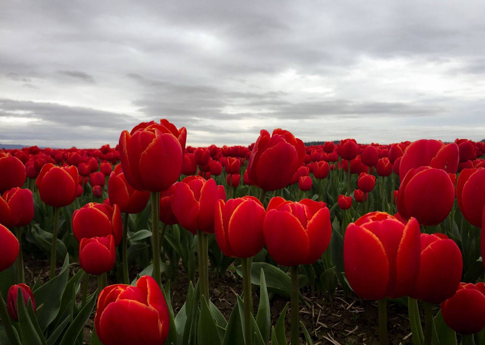 Apple iPhone 6 sample photo. Tulips, flowers, red photography