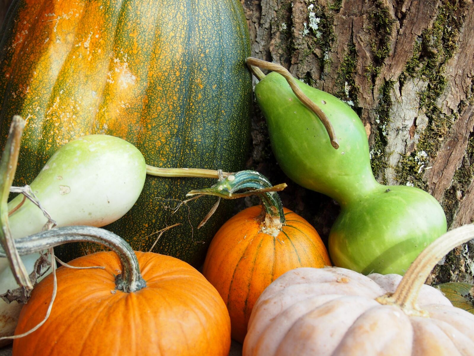 Olympus PEN E-PL3 sample photo. Gourds, pumpkins, squash photography