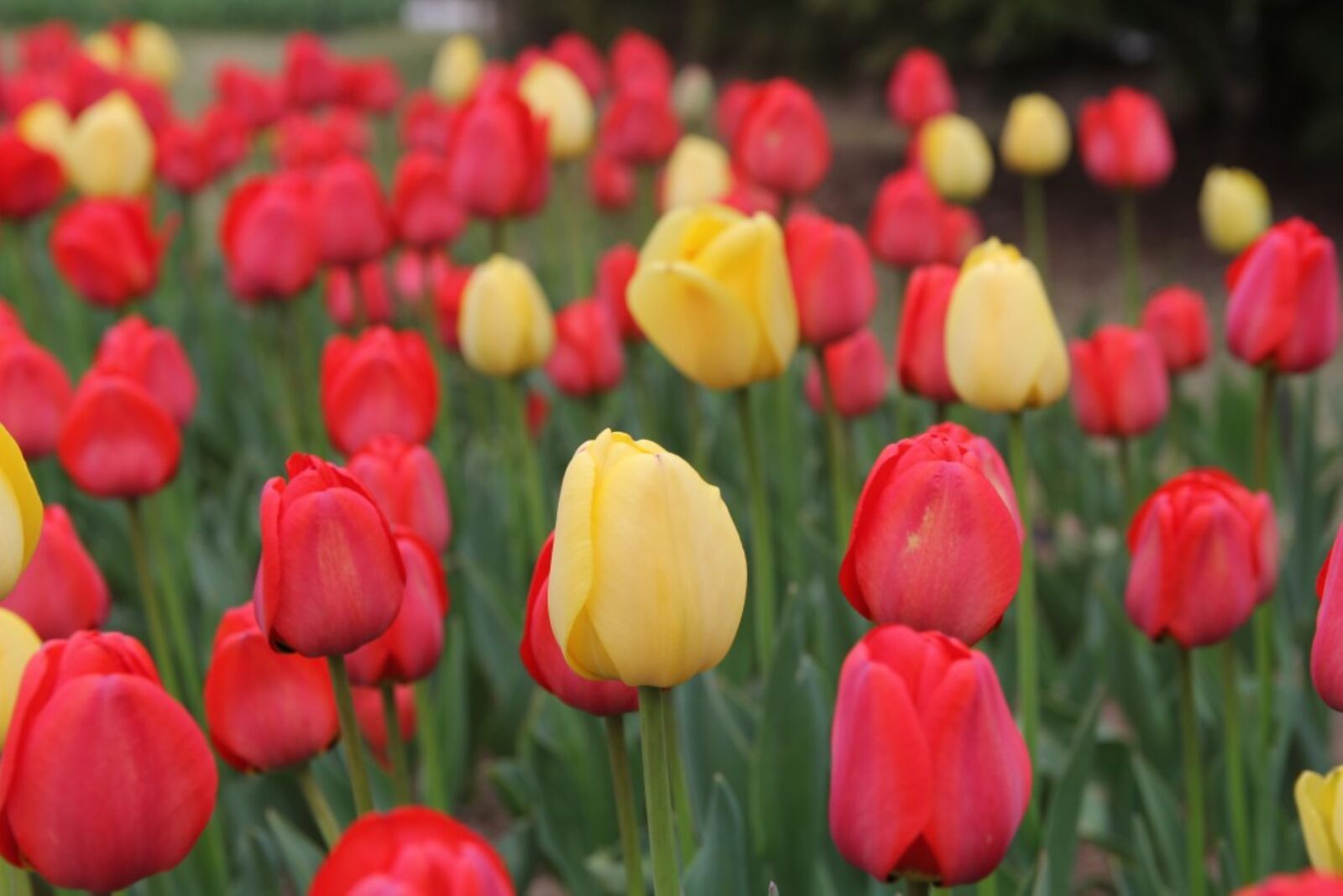 Canon EOS 60D sample photo. Tulip, season, flowers photography