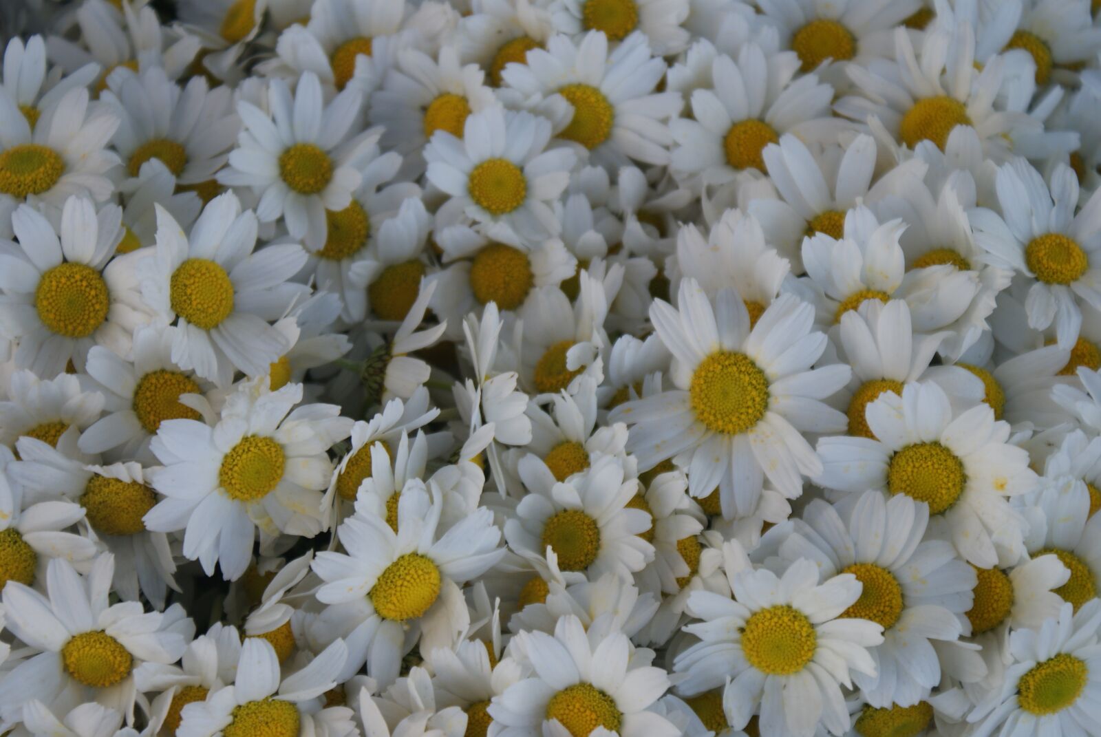 Sony Alpha DSLR-A200 sample photo. Flower, daisy, white daisies photography