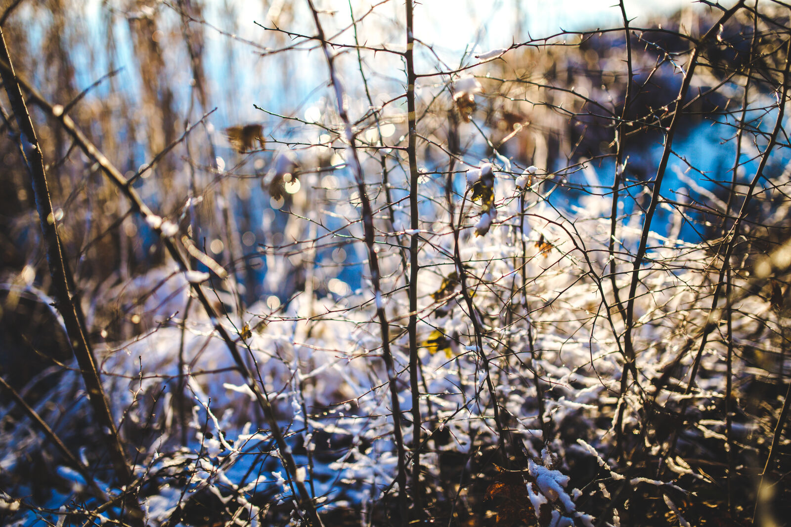 Sigma 35mm F1.4 DG HSM Art sample photo. Branch, in, the, snow photography