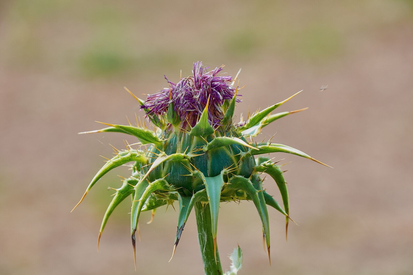 Nikon D7200 sample photo. Thistle, thorns, thorny photography