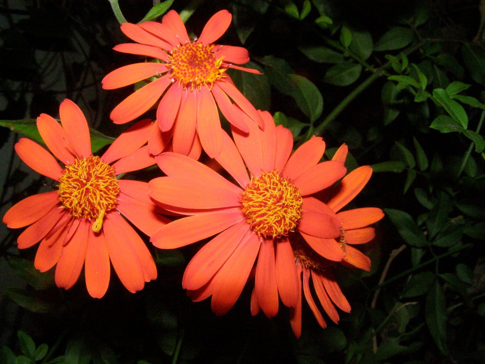 Olympus SP510UZ sample photo. Orange flower, nature, garden photography