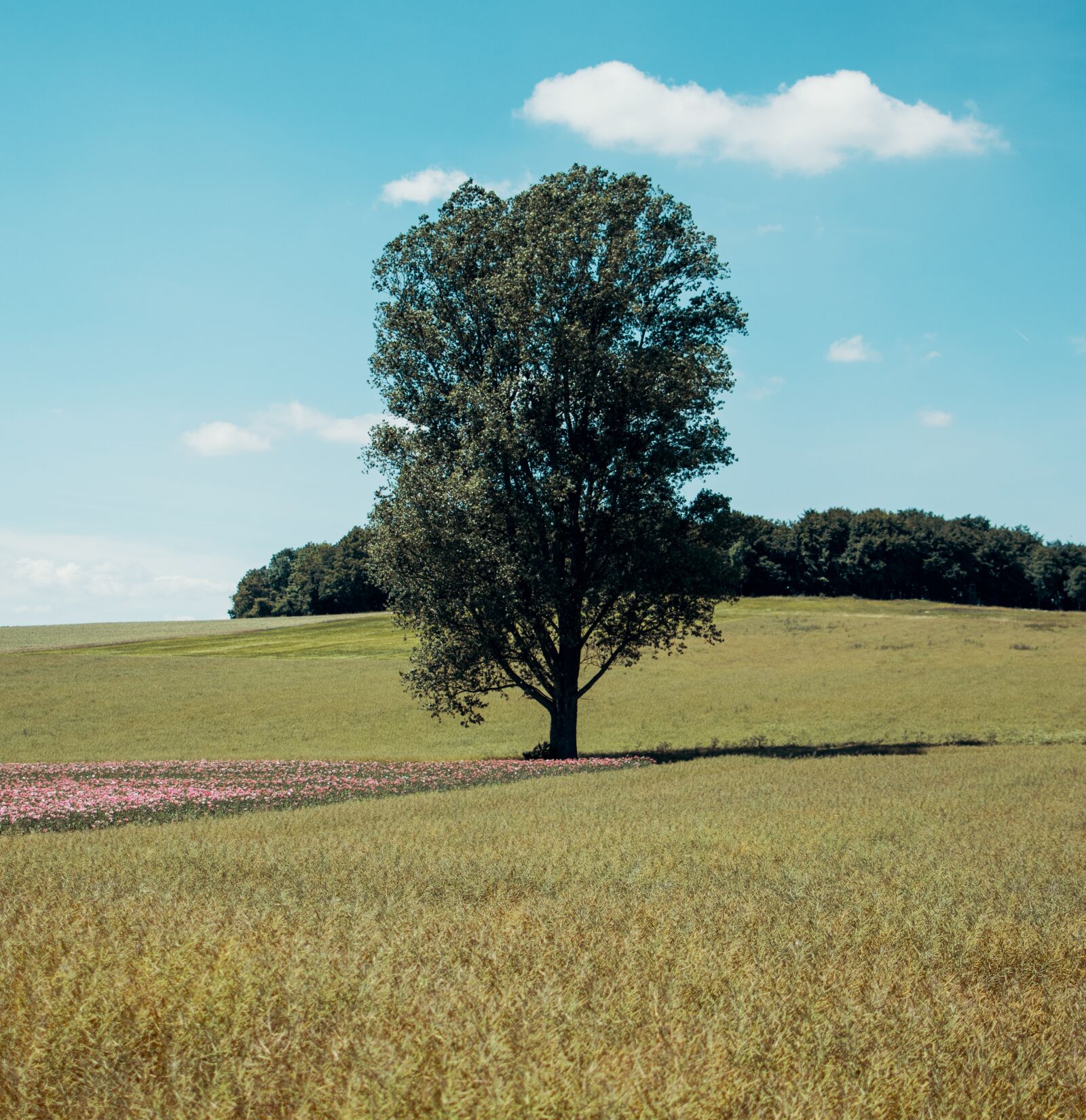 Nikon D5300 sample photo. Tree, nature, poppy photography