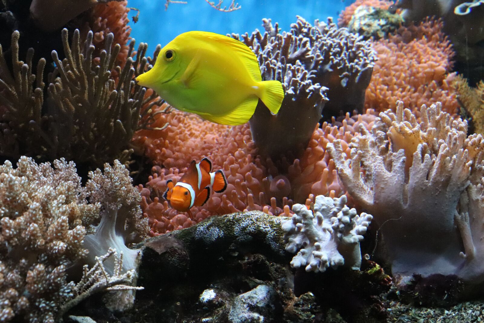 Canon EOS 77D (EOS 9000D / EOS 770D) sample photo. Anemone, fish, underwater photography